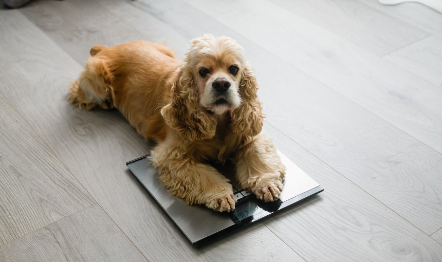A small dog sitting on a weighing scale