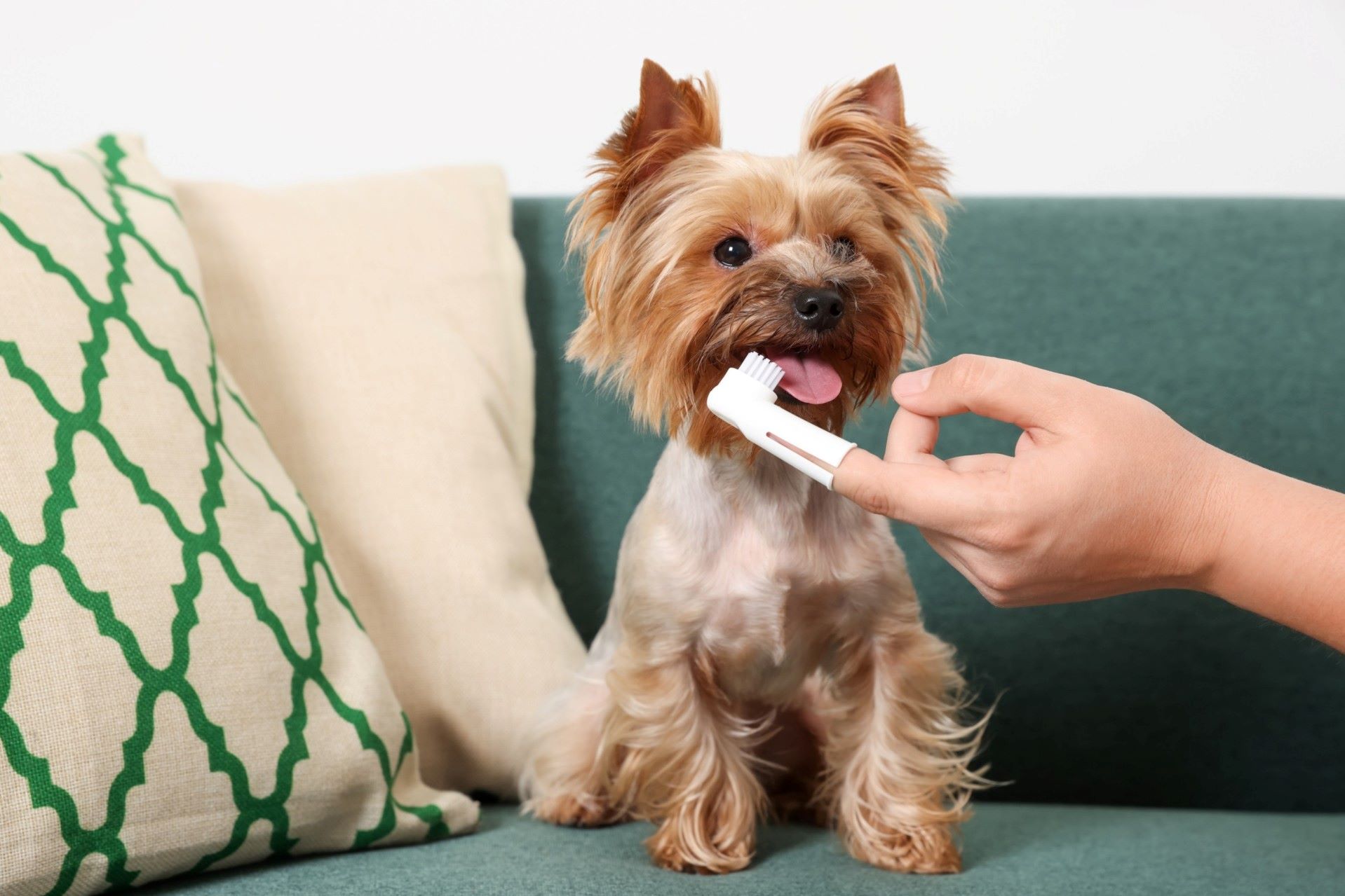 A man brushing a small dog's teeth with a special toothbrush