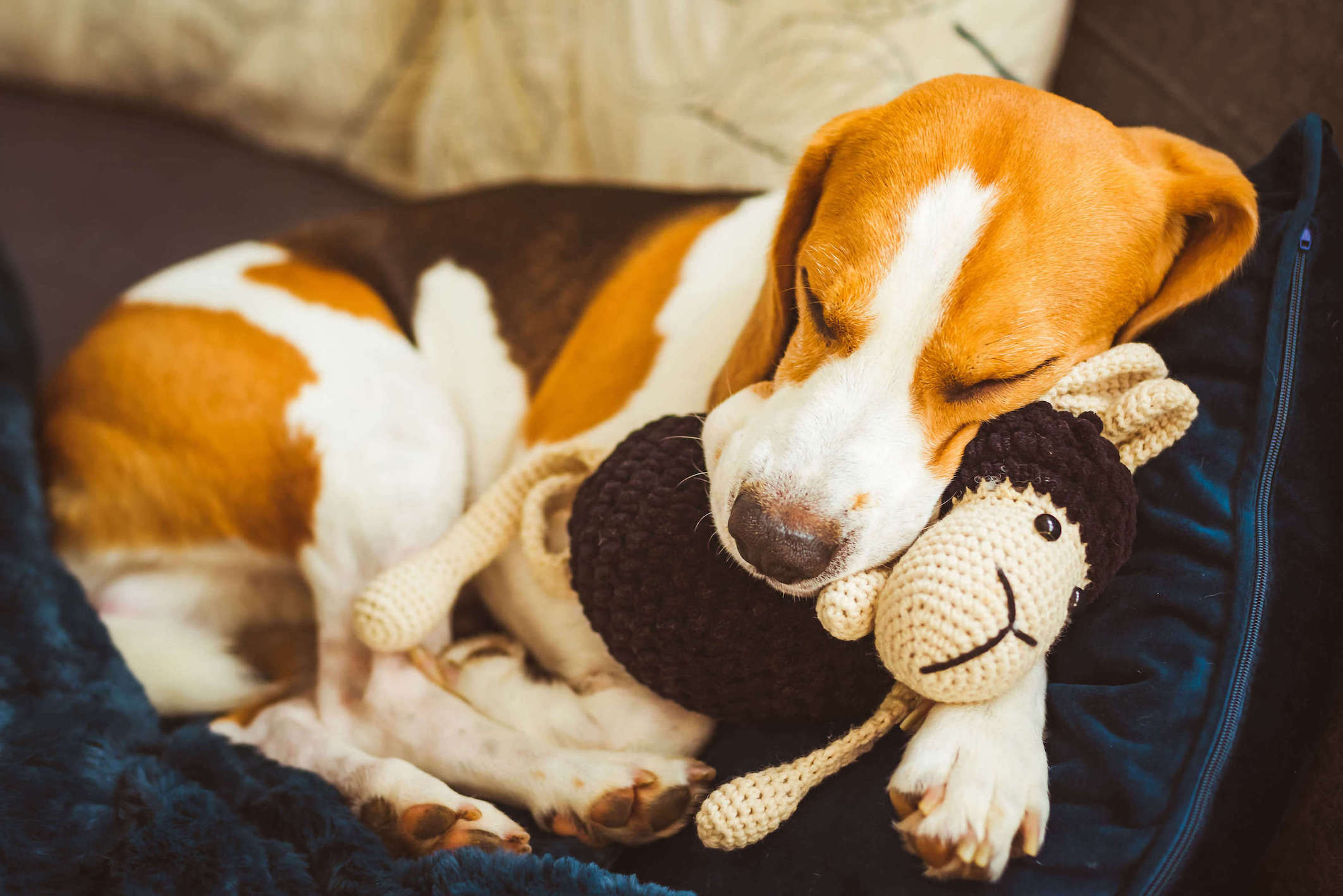 Beagle schläft eingerollt auf einer Couch mit einem Plüschtier im Maul
