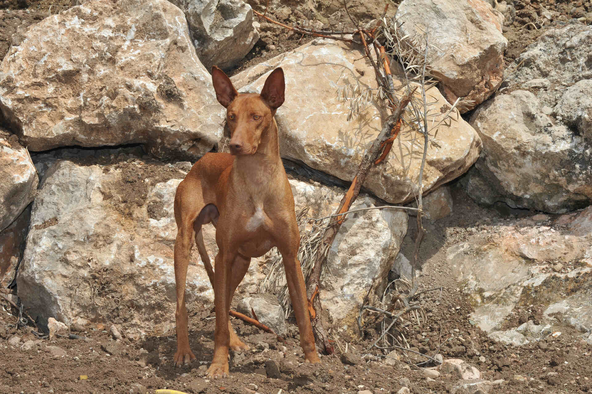 A Pharaoh hound by a pile of rocks