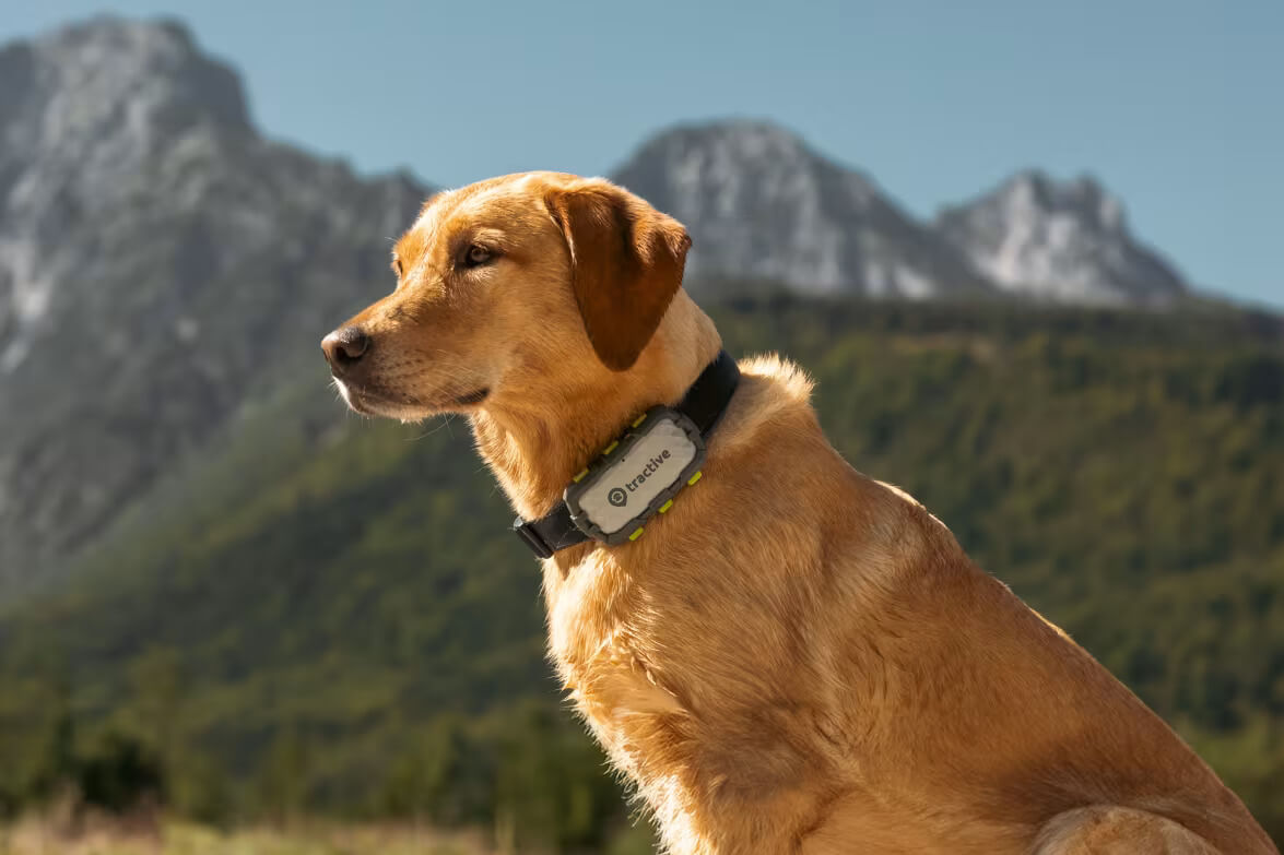 Hond met Tractive GPS XL Adventure hondentracker