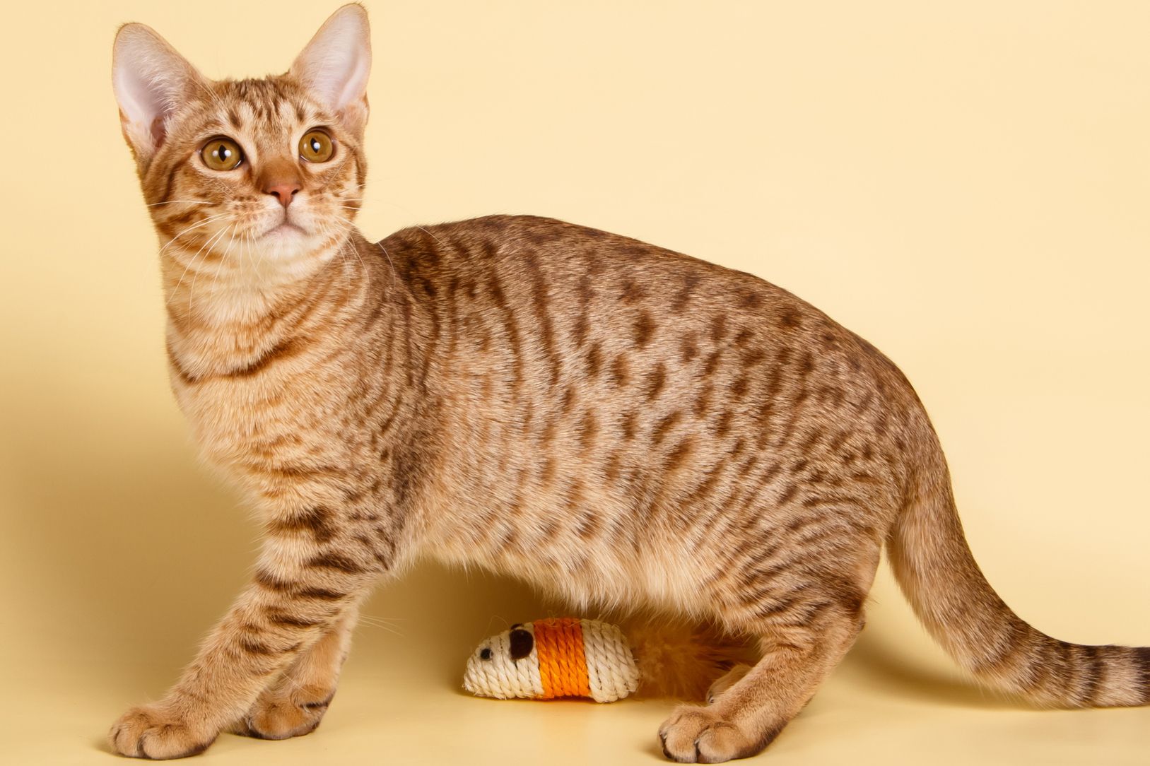 An Ocicat sitting with a scratching toy