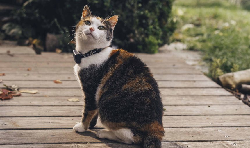 Eine Katze mit einem gewichtsanpassbaren Rogz-Sicherheitshalsband und einem Tractive-Gerät