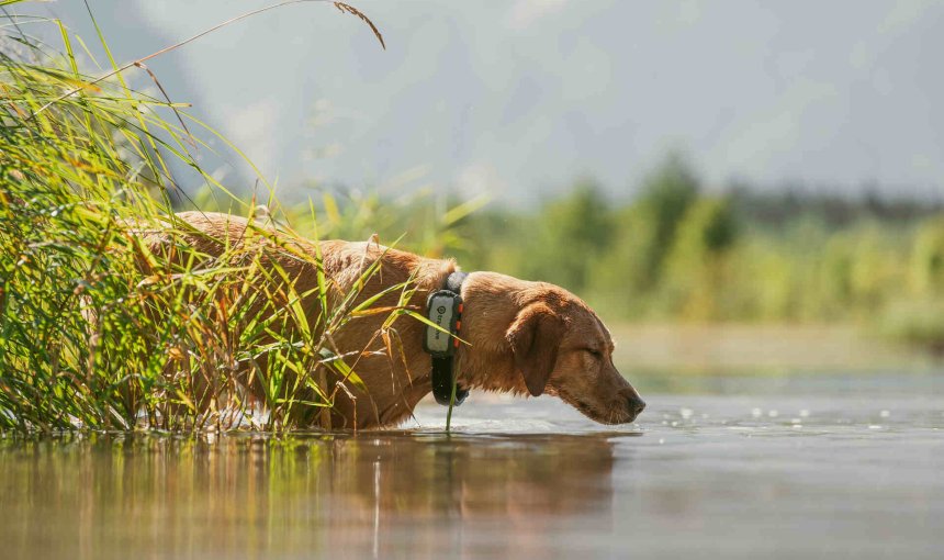 Un cane con indosso un localizzatore Tractive DOG XL in acqua