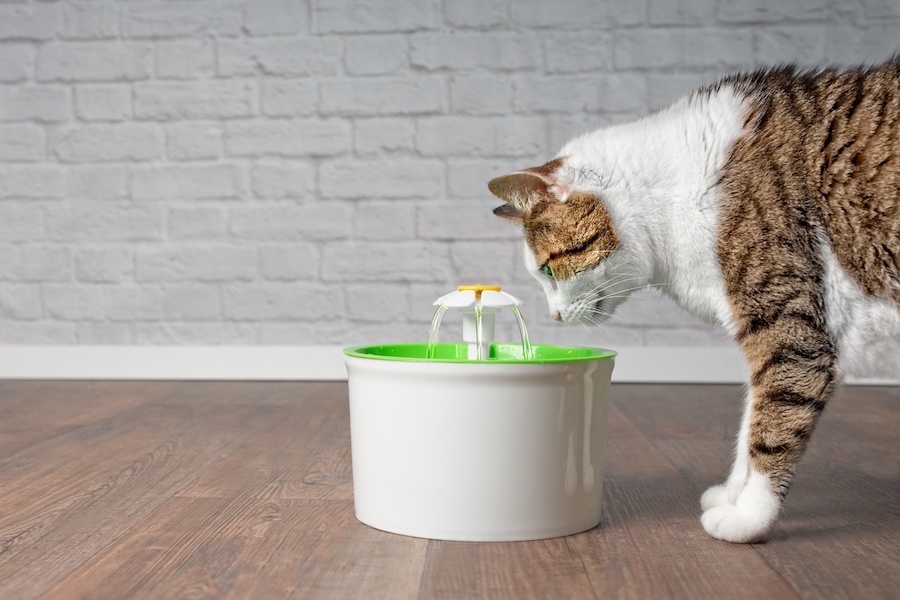 Katze trinkt aus einem Trinkbrunnen für Katzen