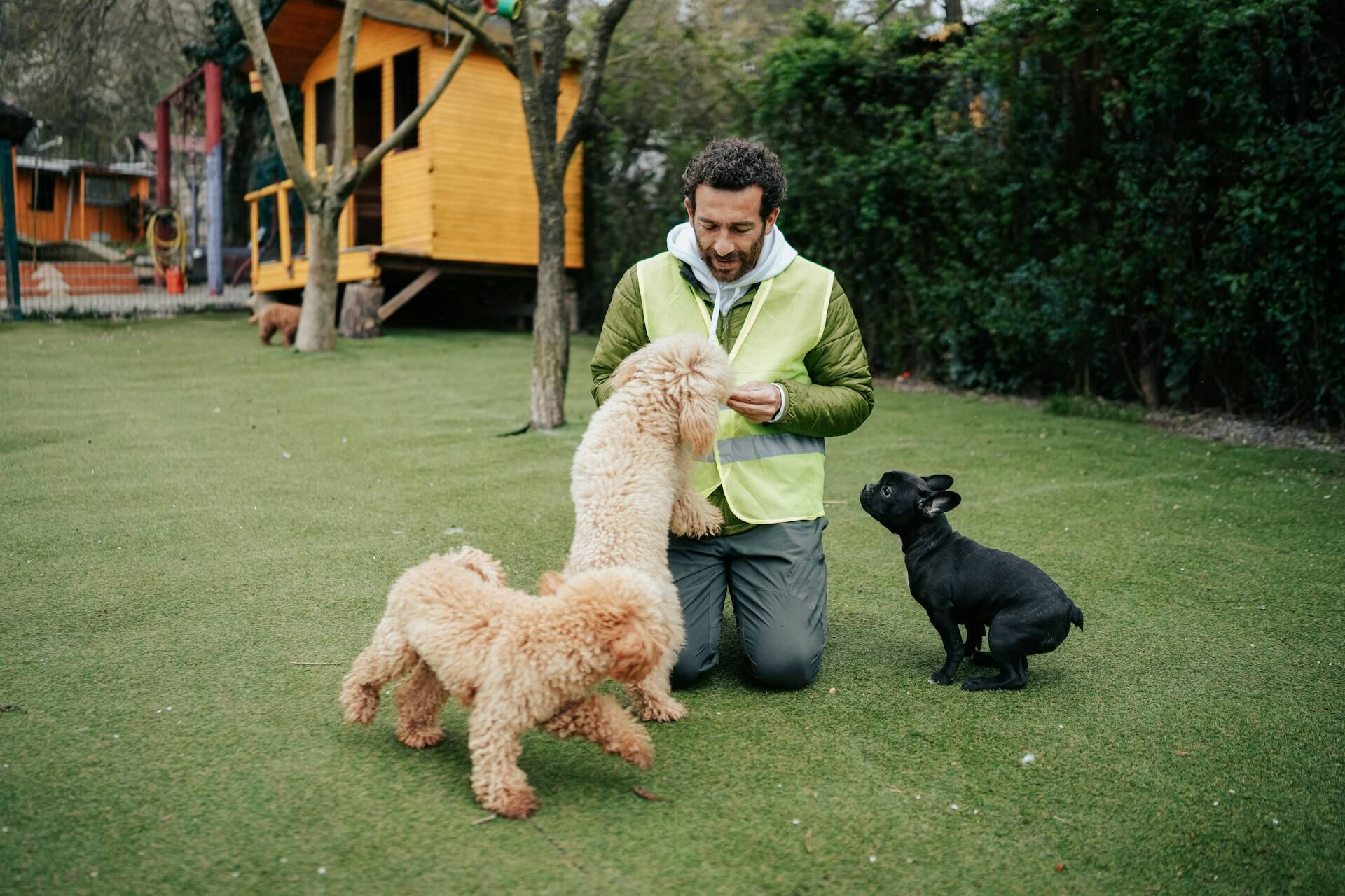 A man in a green vest training three dogs in a lawn