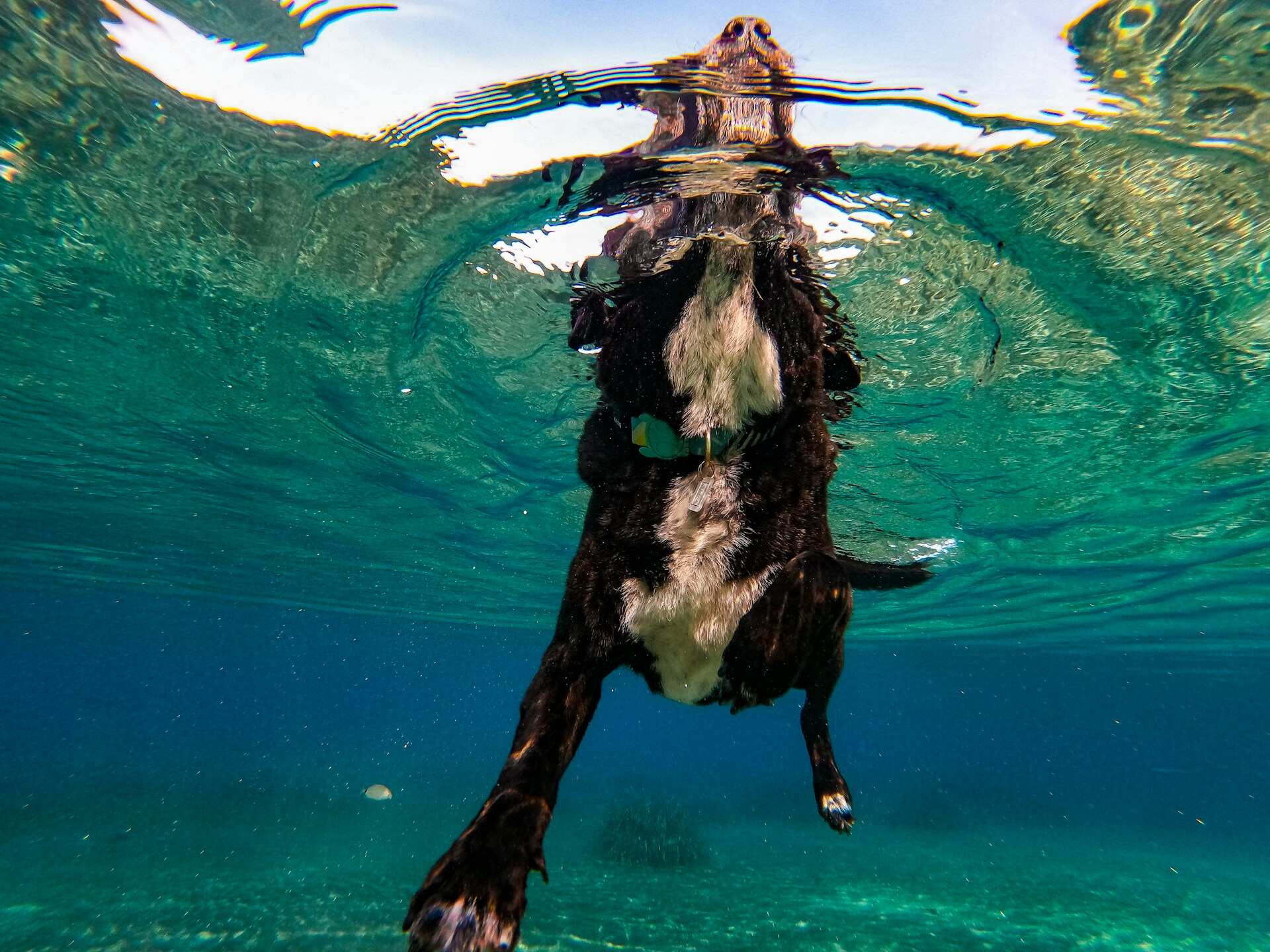 bilde tatt under vann av en hund som svømmer i sjøen