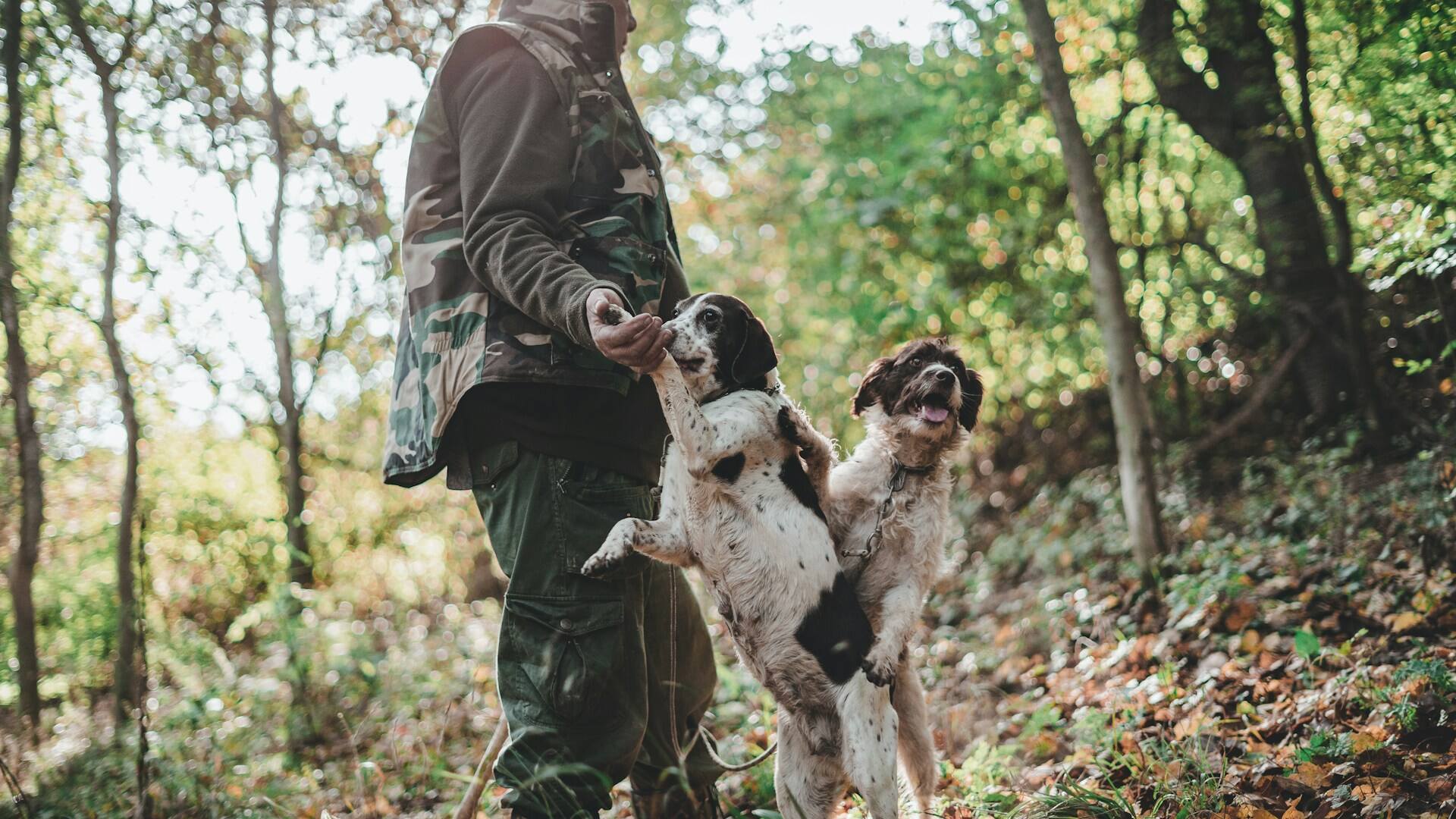 A pair of Irish Setters out in the woods with a man in hunting gear