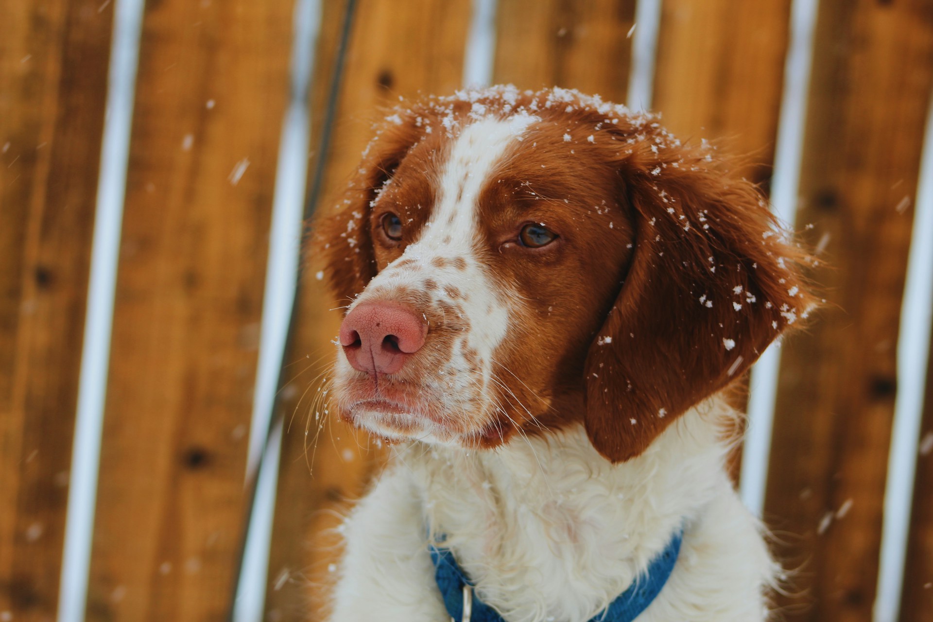 A Brittany dog sitting outside in the snow