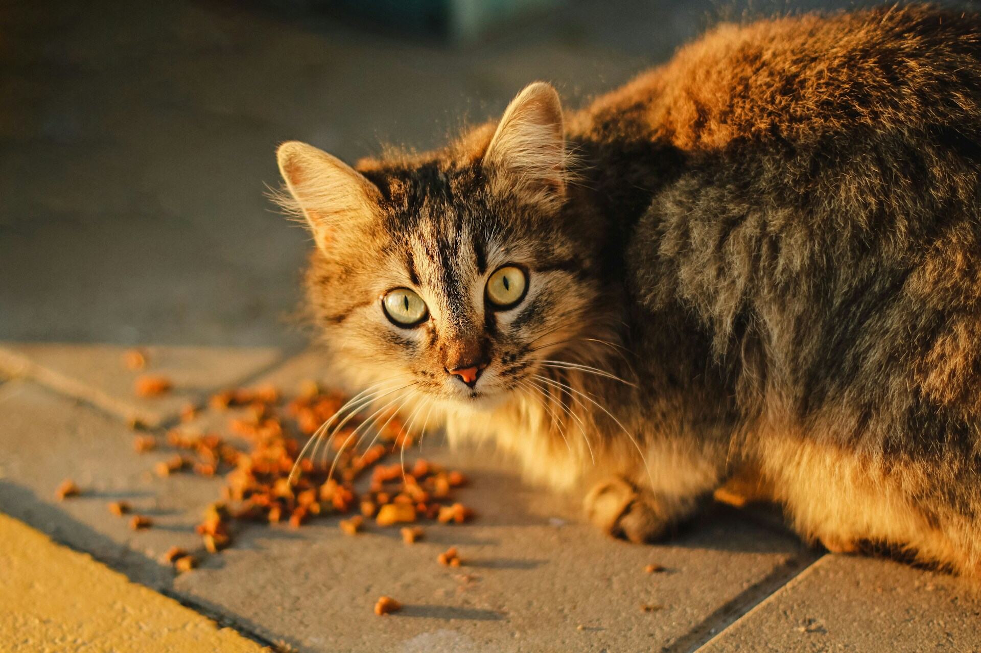 A brown cat hovering over some dry kibble on the floor