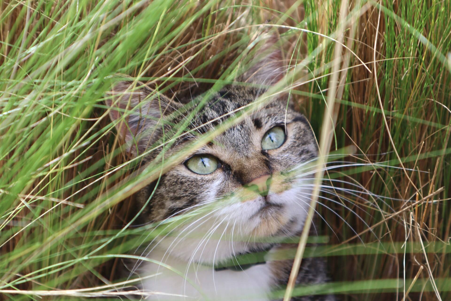 An outdoor cat exploring a grassy patch