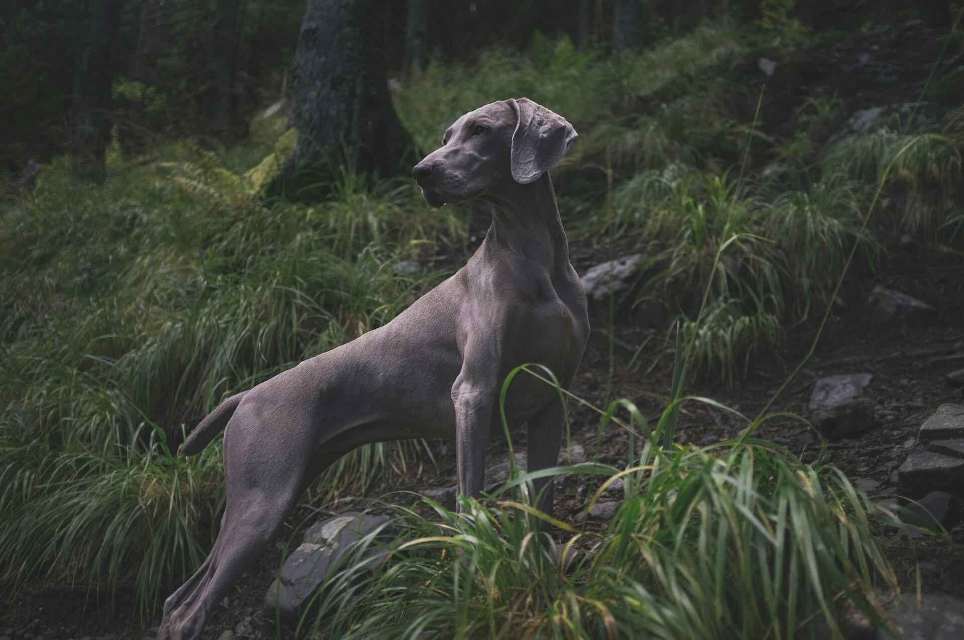 A Weimaraner dog standing in a forest