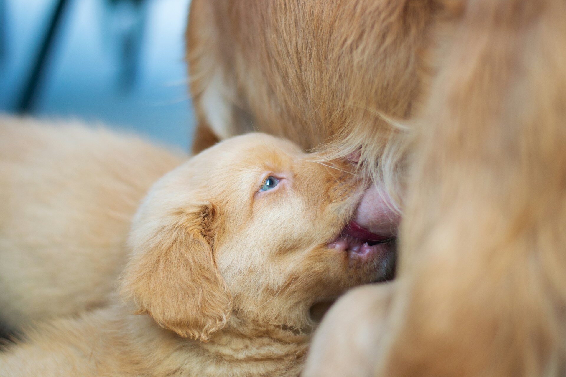 A puppy drinking milk from its mother's teat