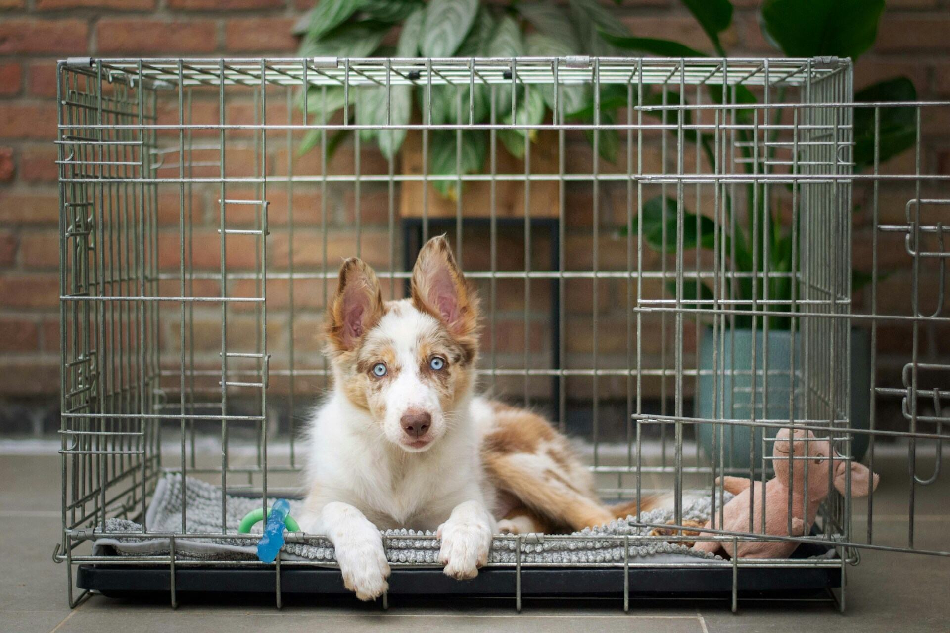 An Australian Shepherd puppy sitting inside a metal crate