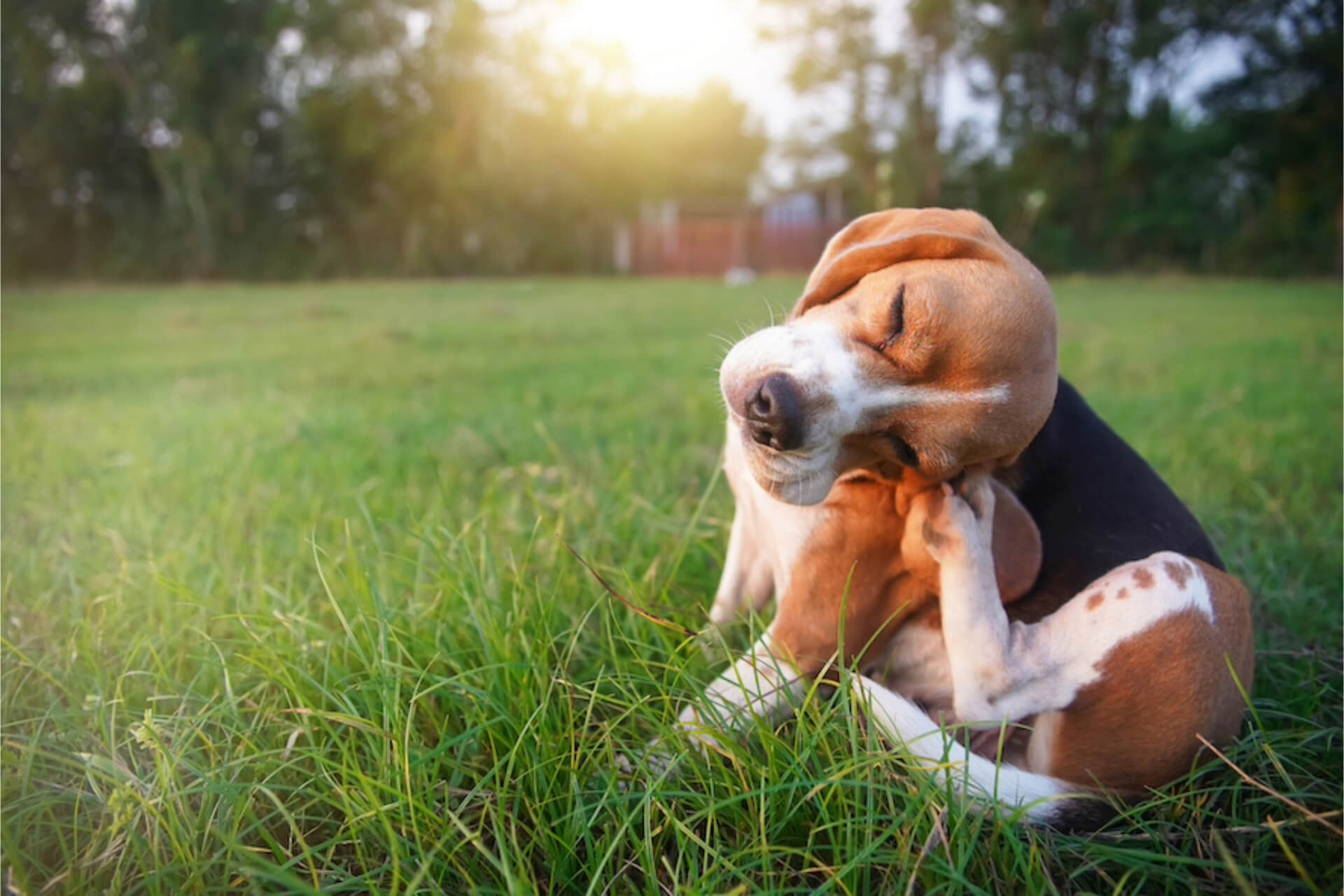 Beagle sitzt im Gras und kratzt sich am Ohr
