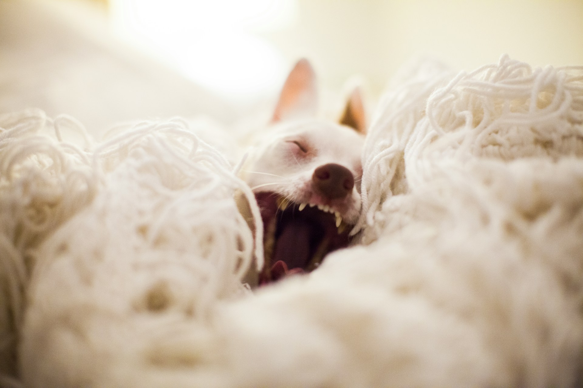 A dog yawning as they sleep on a wool blanket
