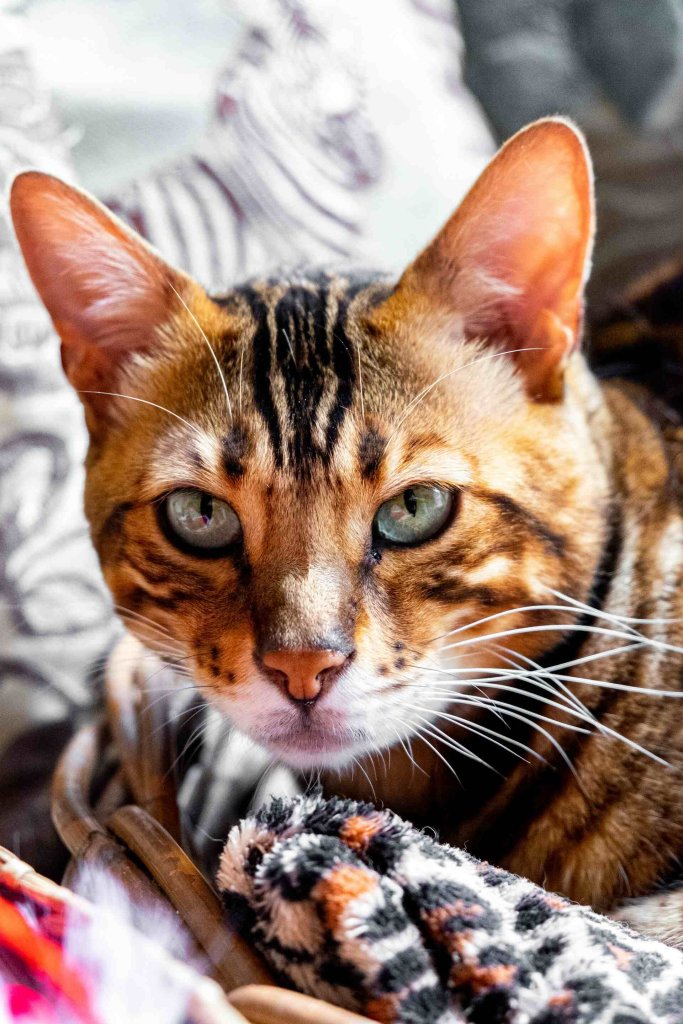 A Bengal cat sitting in bed