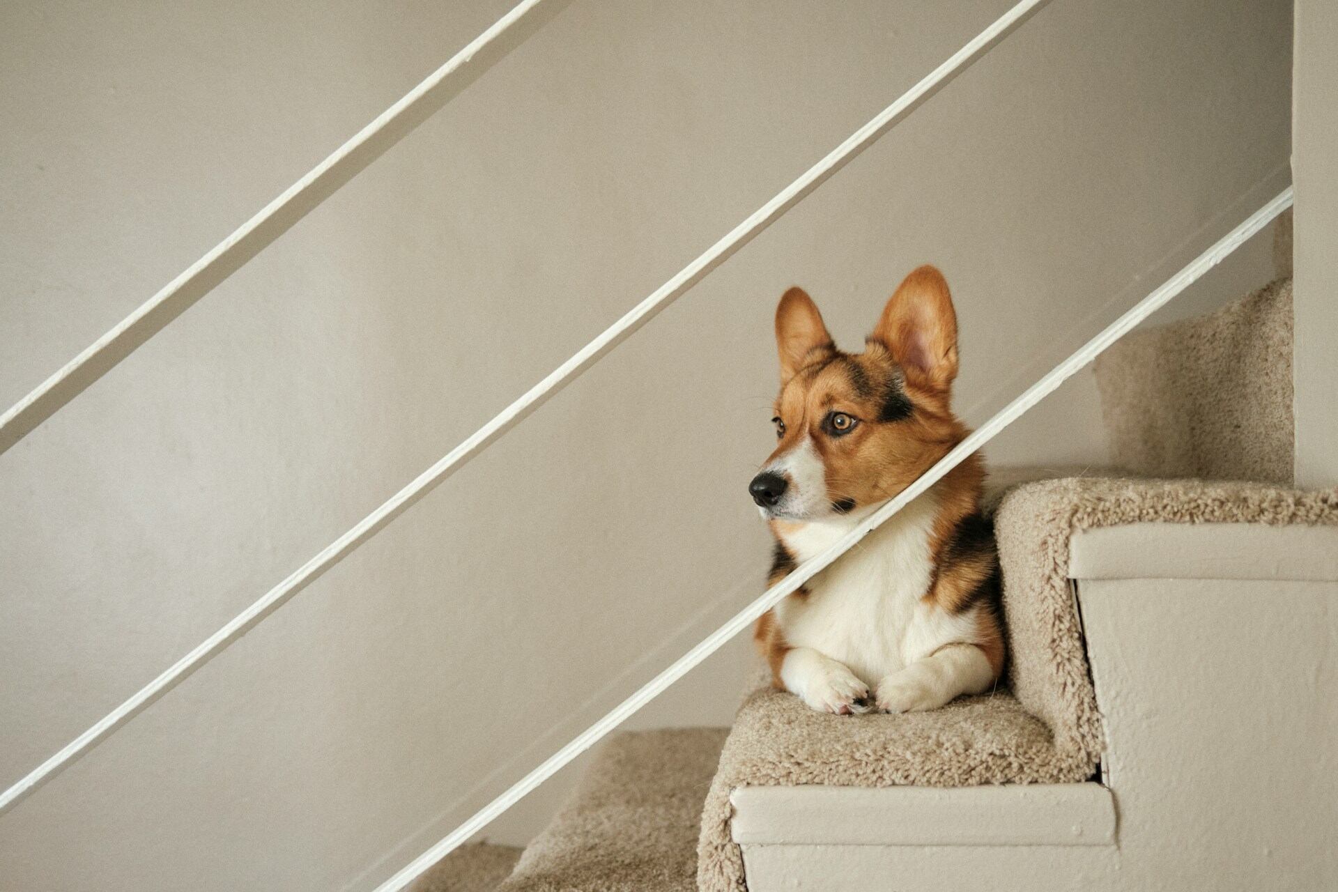 A Corgi sitting on a staircase indoors