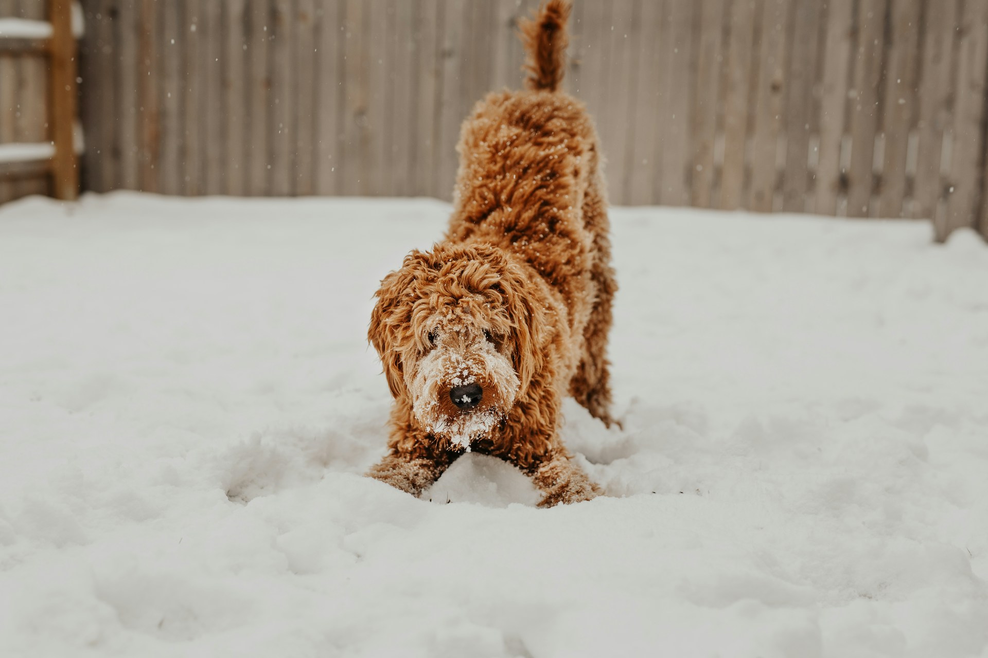 A dog playing in the snow
