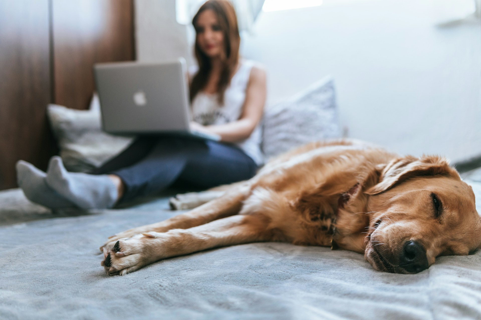 A dog sleeping on a bed next to a woman working on a laptop