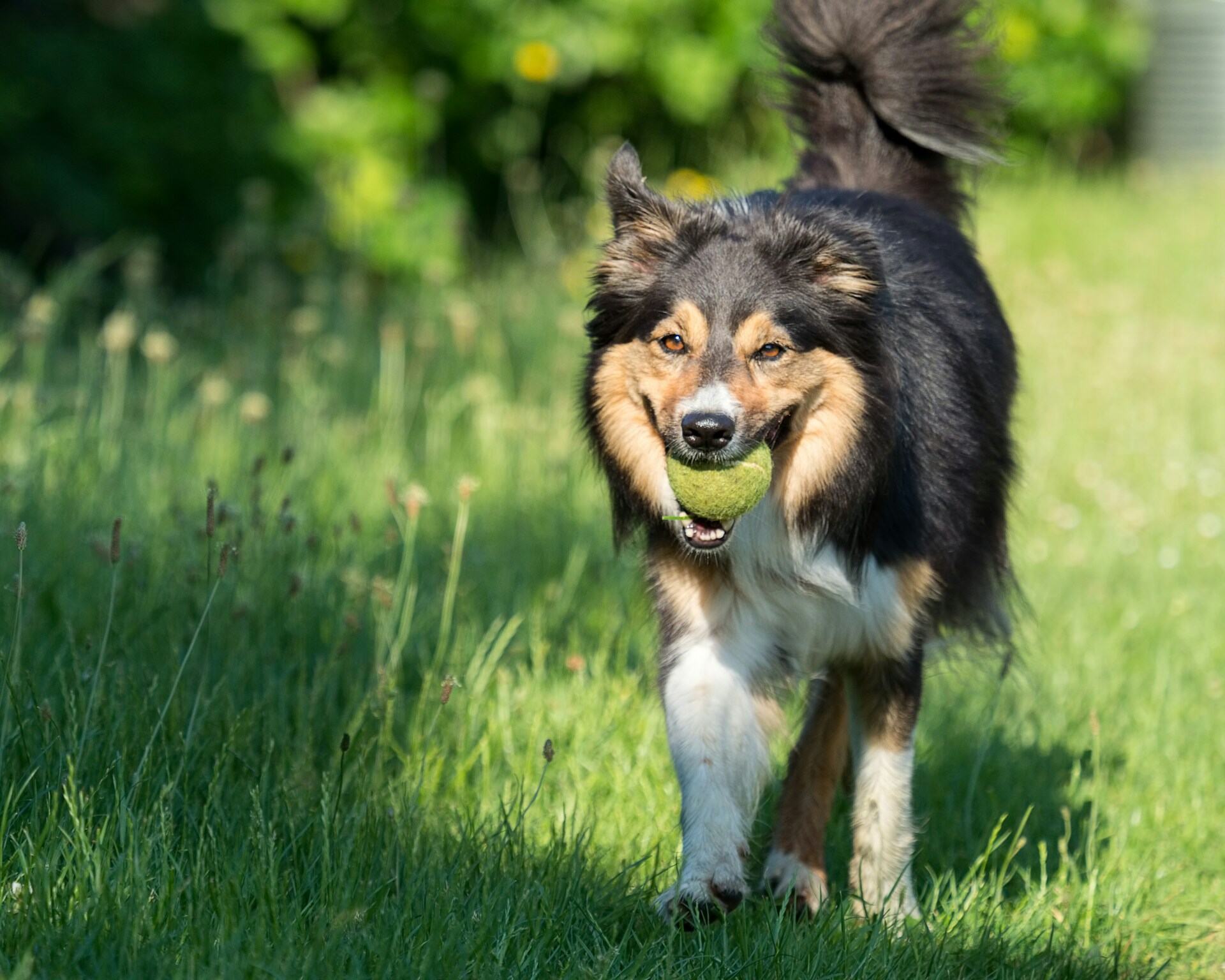 A dog playing a game of fetch with a green ball in their mouth