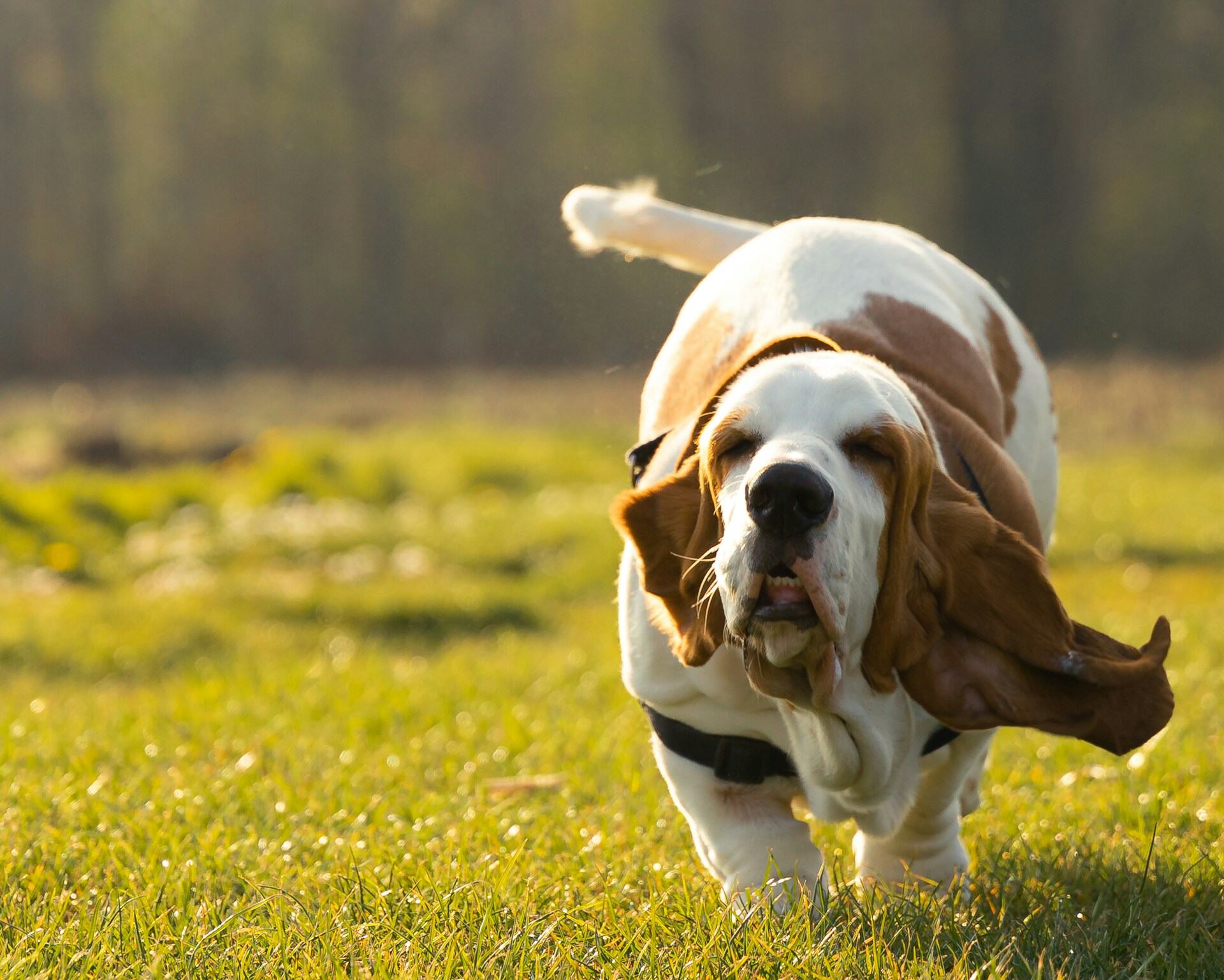 A Basset Hound running through a lawn