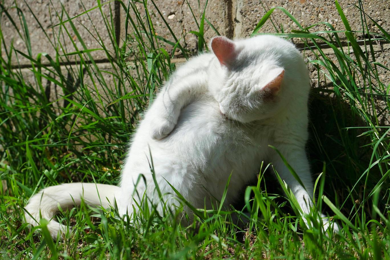 Weiße Katze putzt sich im Gras