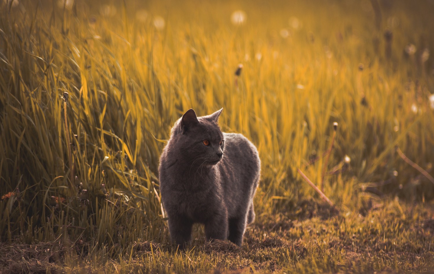 Katze spaziert in hohem Gras