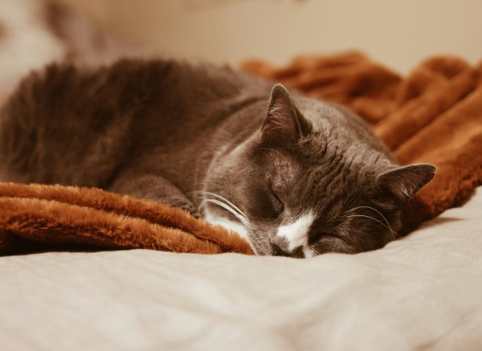 Braune Katze schläft auf einer Decke