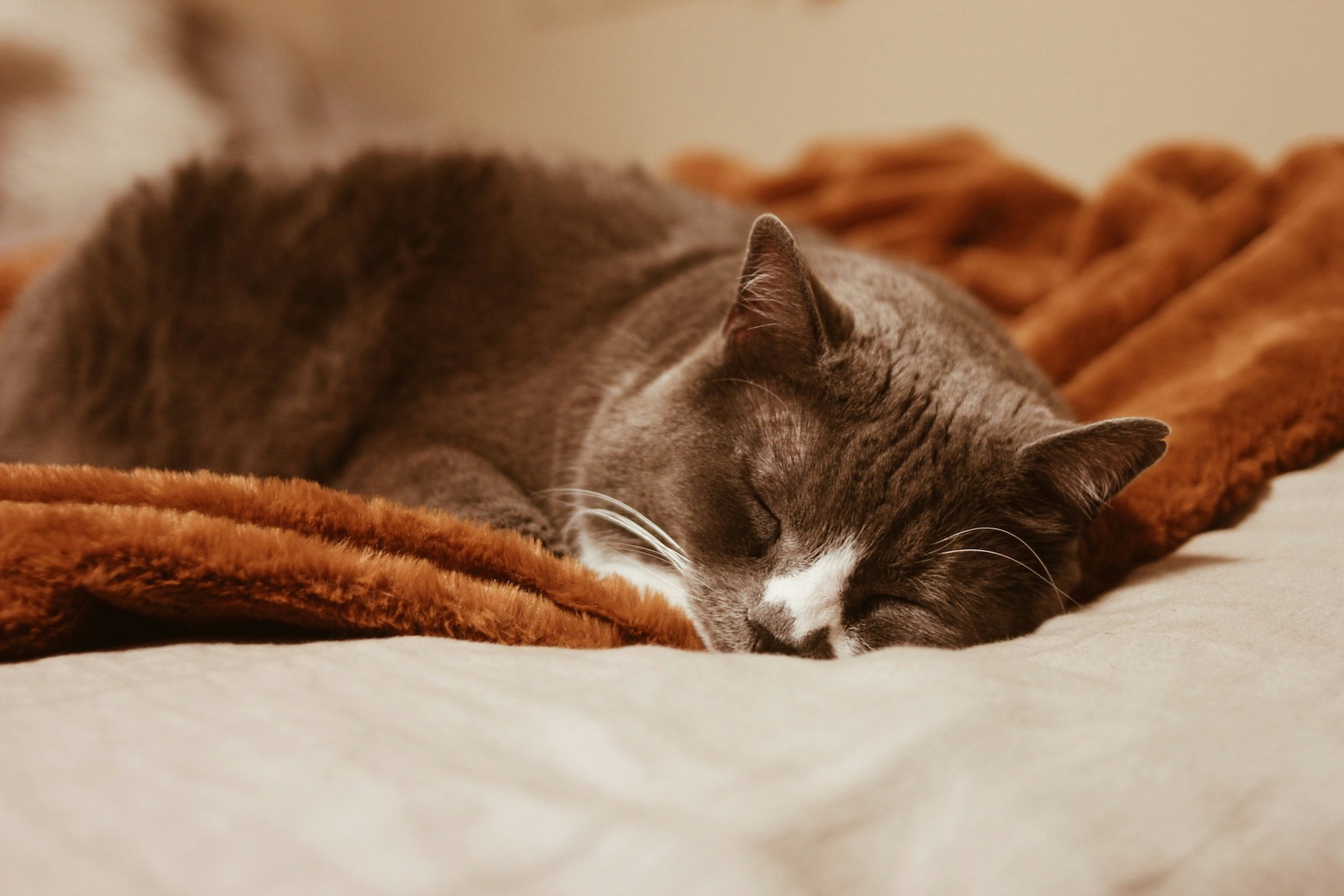 Braune Katze schläft auf einer Decke