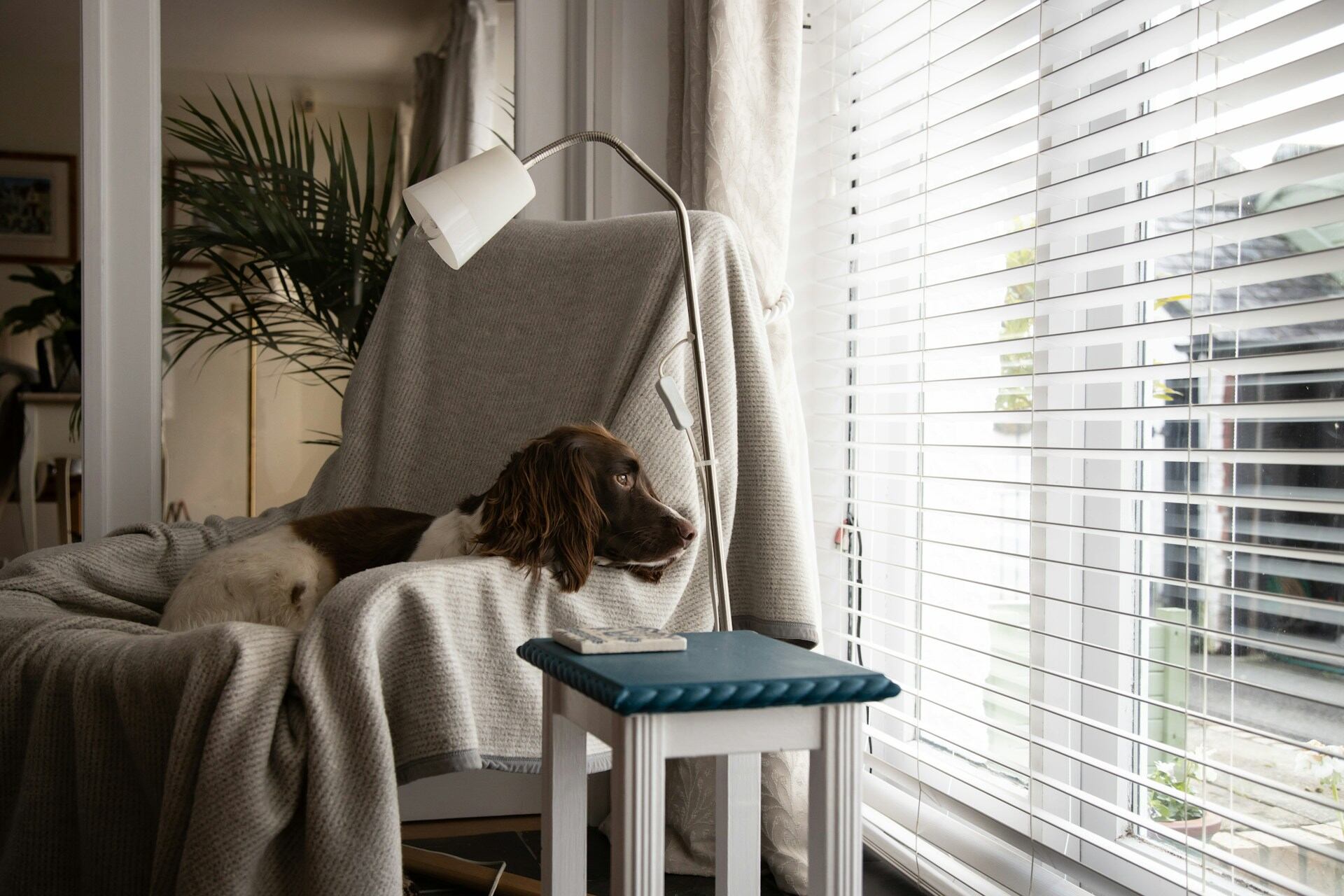 A brown and white dog sitting on a couch by a window