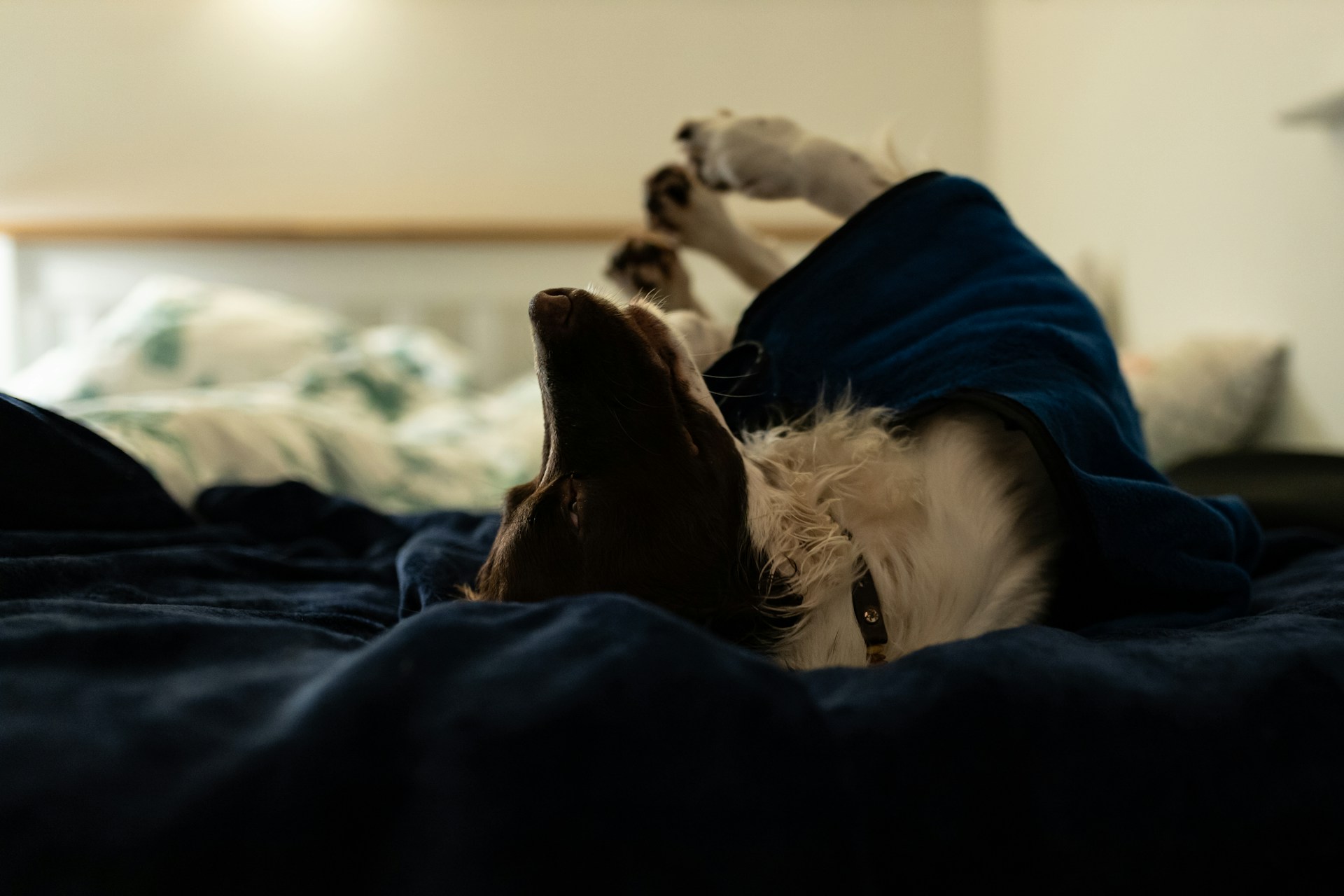 A dog sleeping in bed on a blue blanket