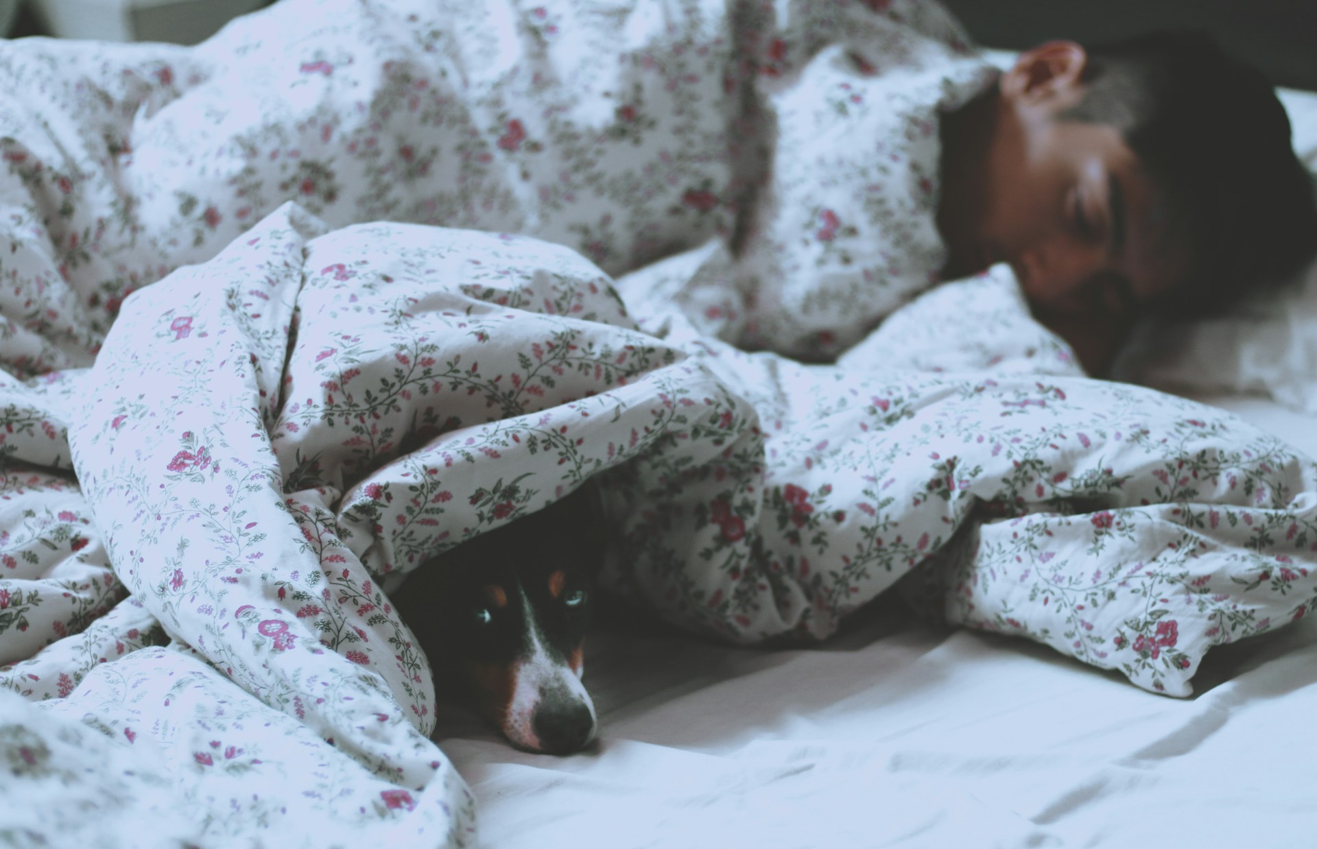 A small dog sleeping in bed next to a child