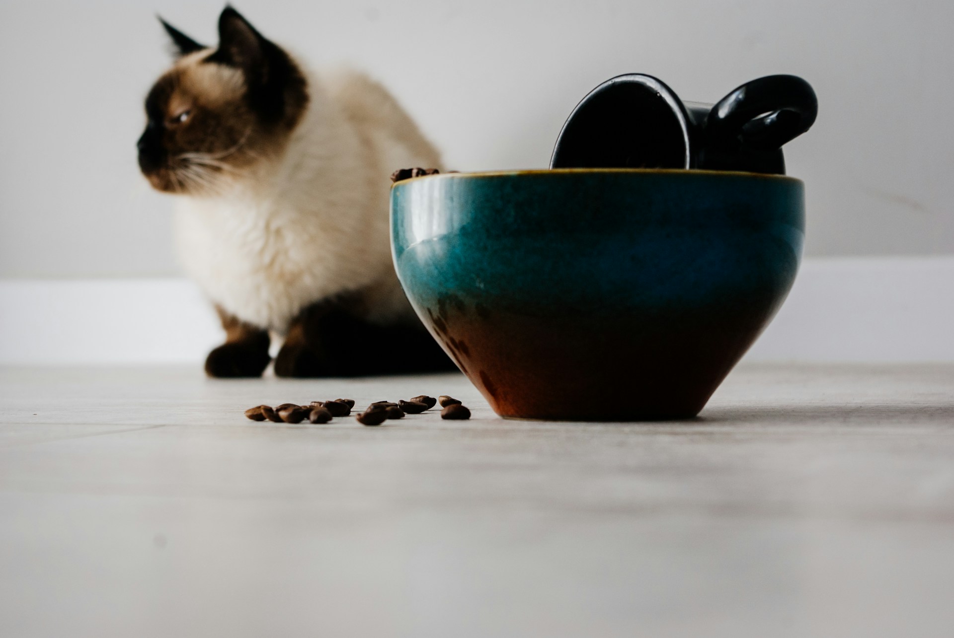 A Siamese cat sitting next to a coffee mug with beans on the ground
