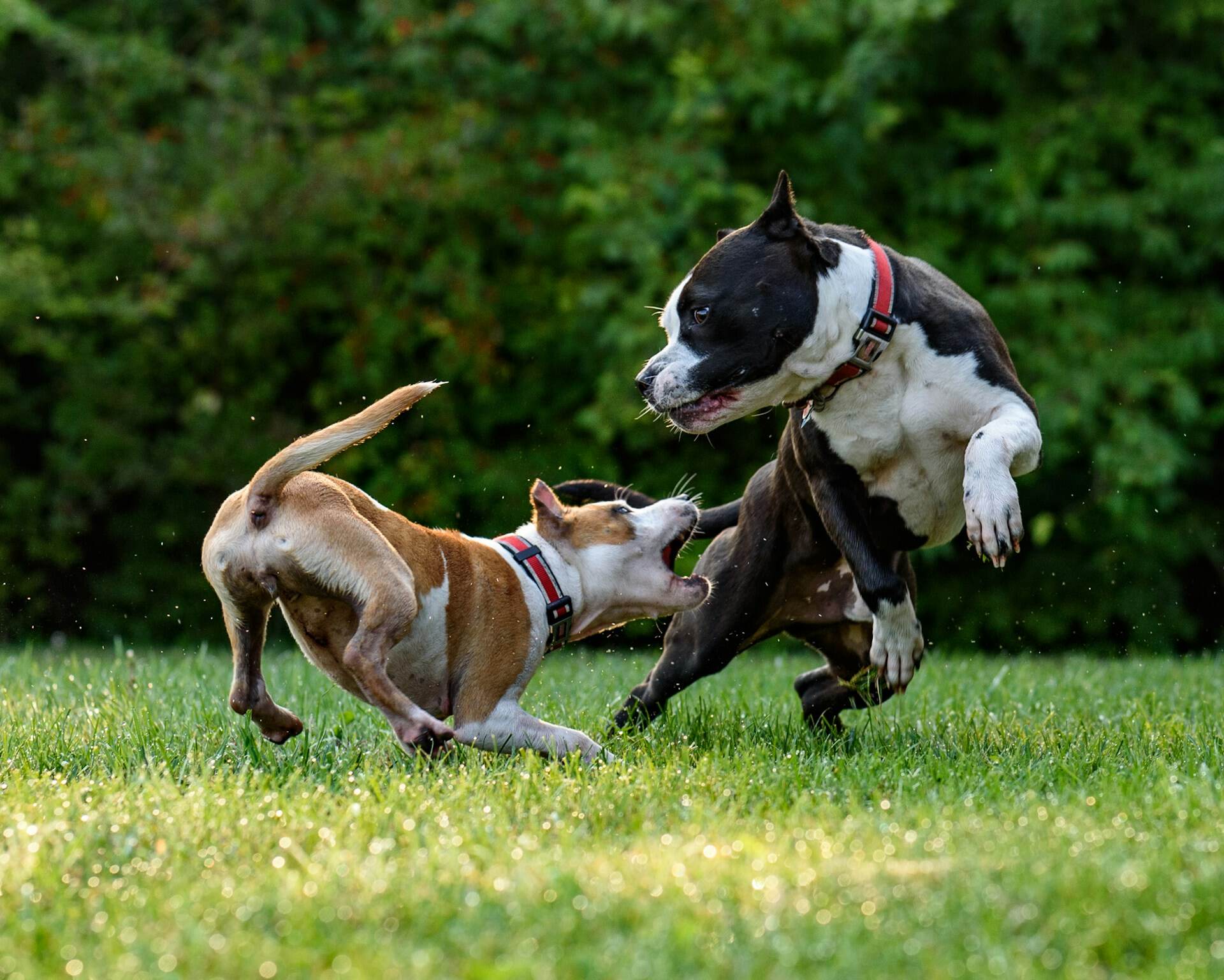 A pair of dogs play fighting at a dog park