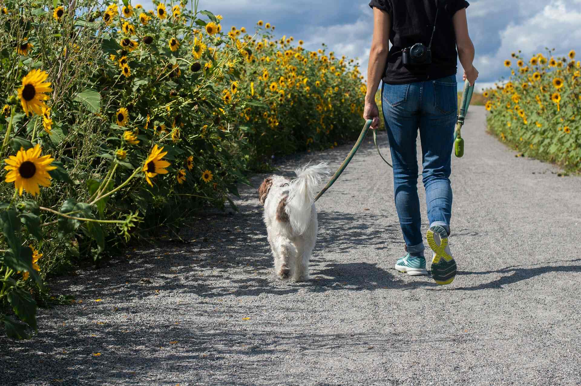 Een vrouw loopt met haar hond langs een veld met zonnebloemen