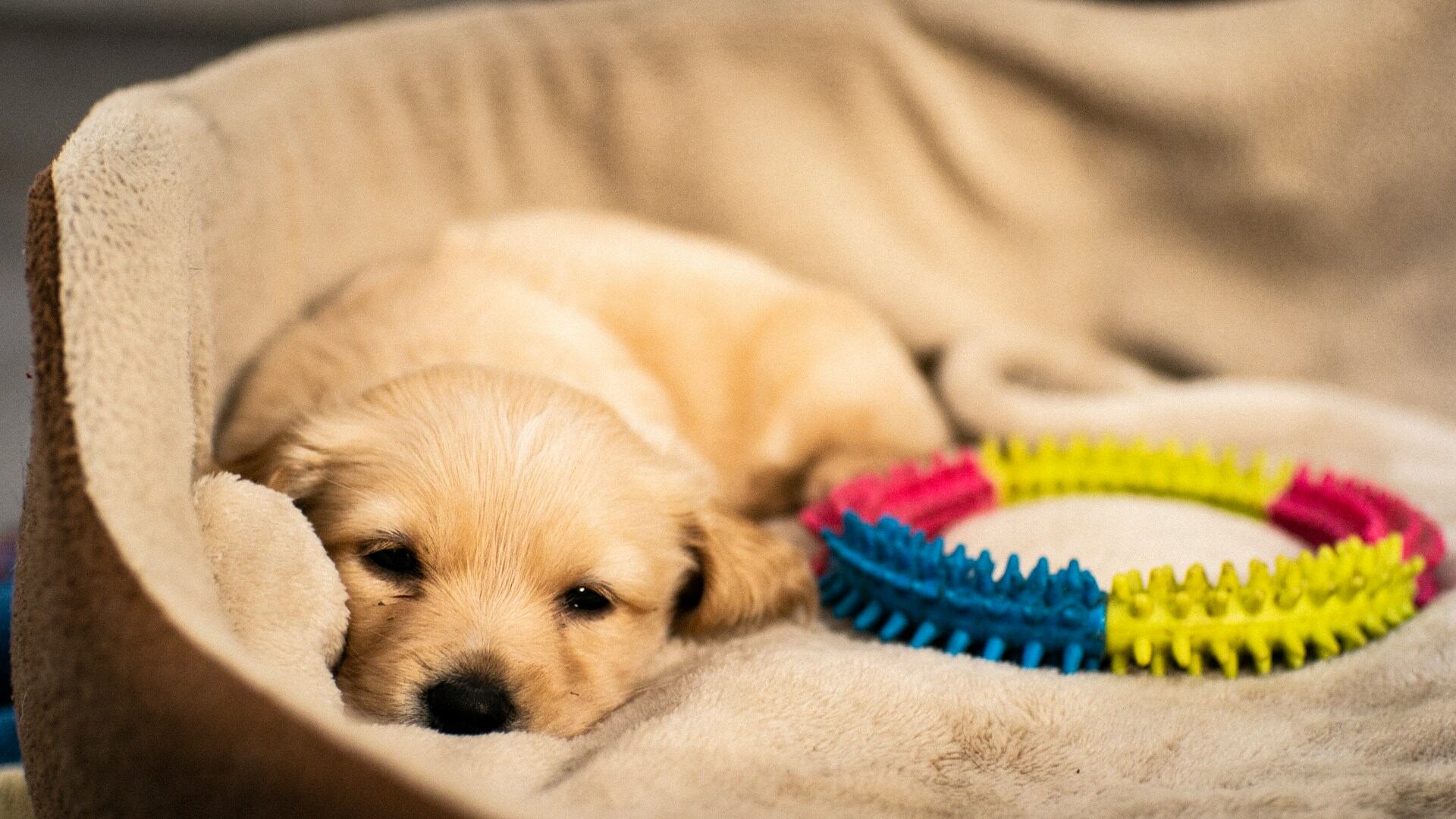 A tired puppy resting on a blanket next to a toy
