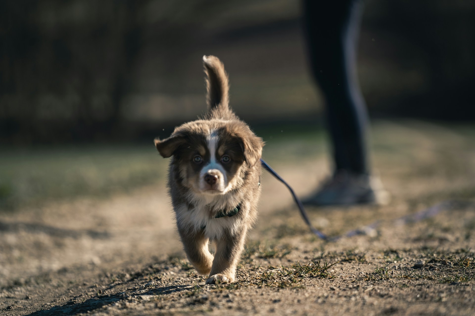 A small brown puppy running away from a man 