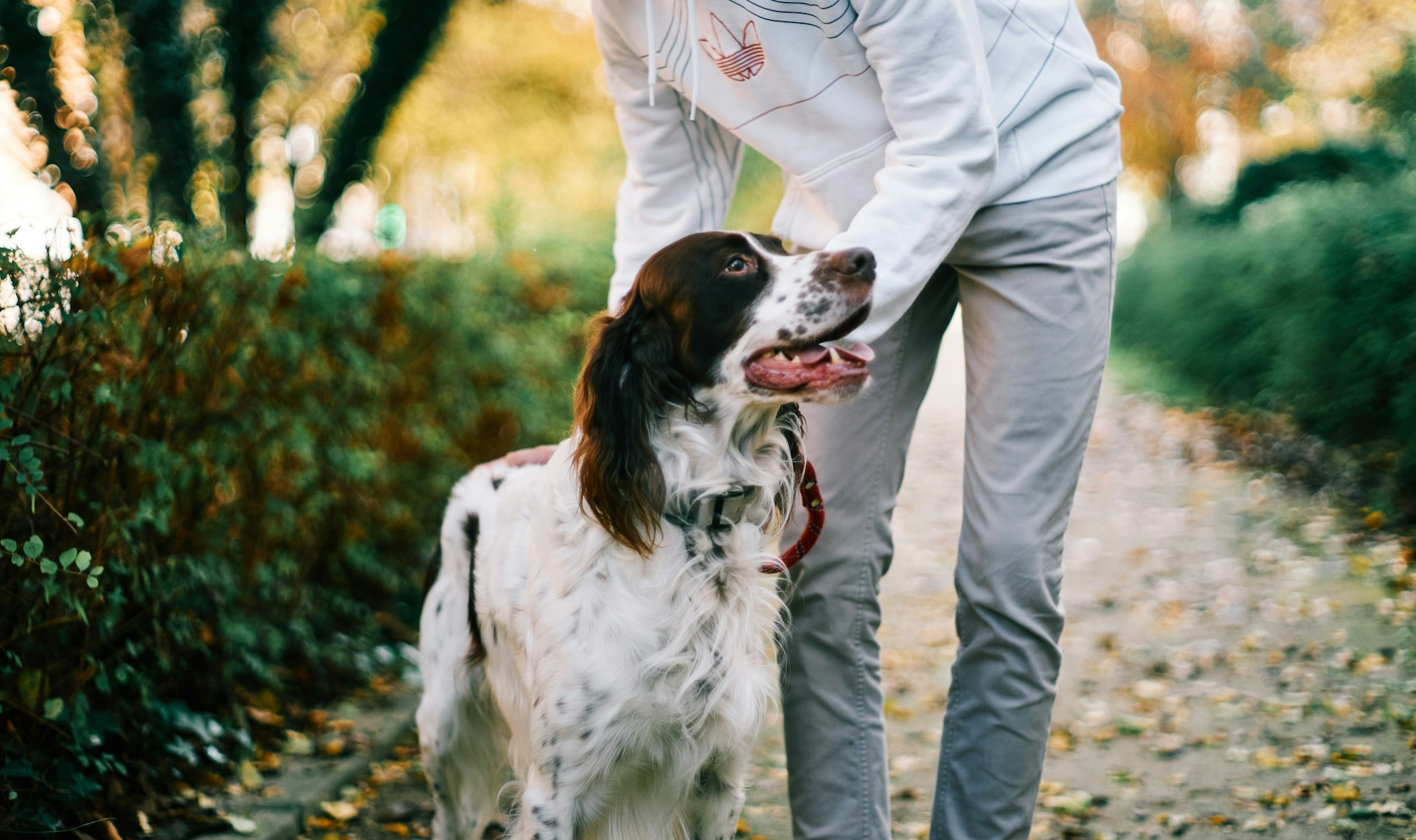 A man tying on the collar to an English Setter outdoors