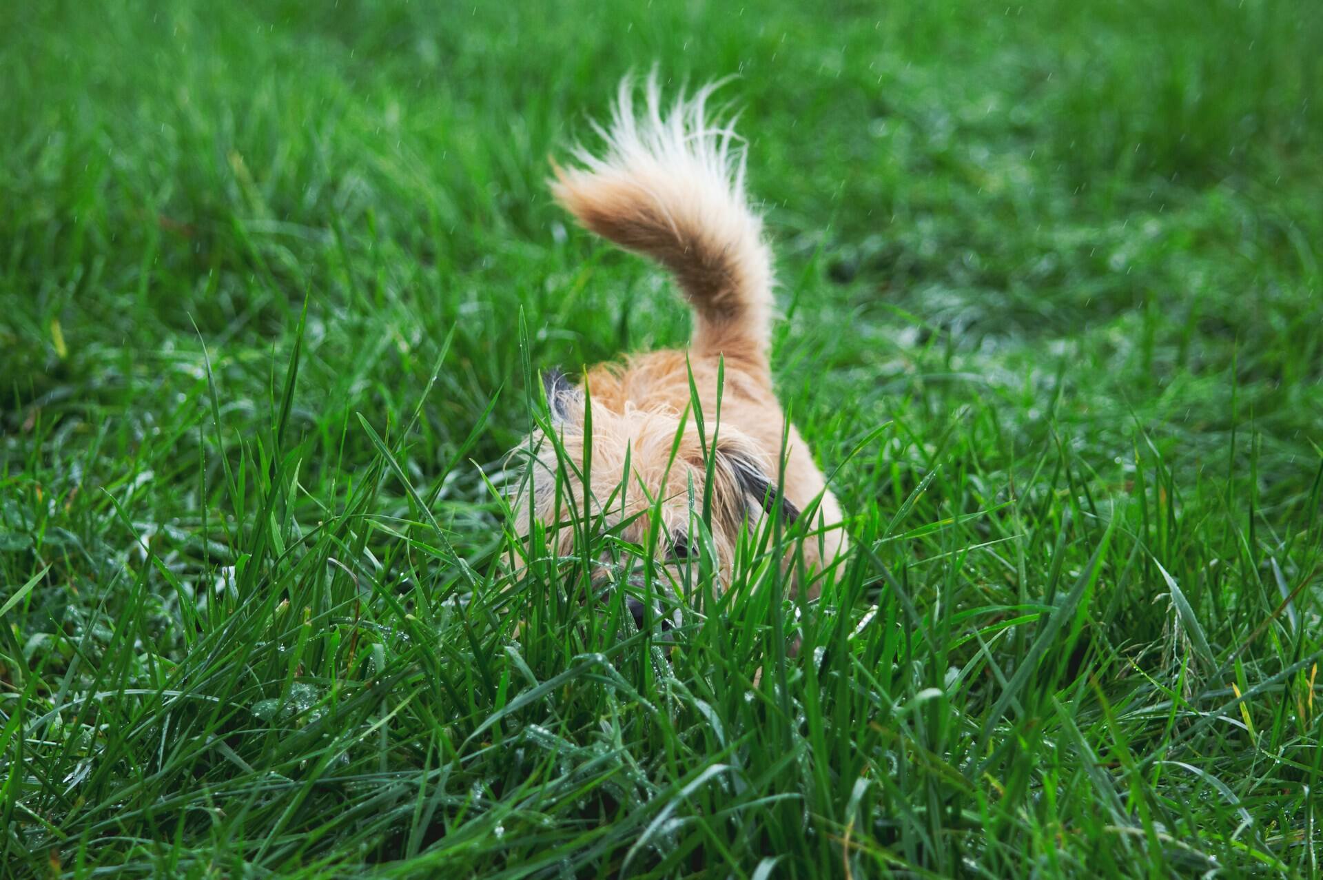 Een kleine hond verstopt in het gras