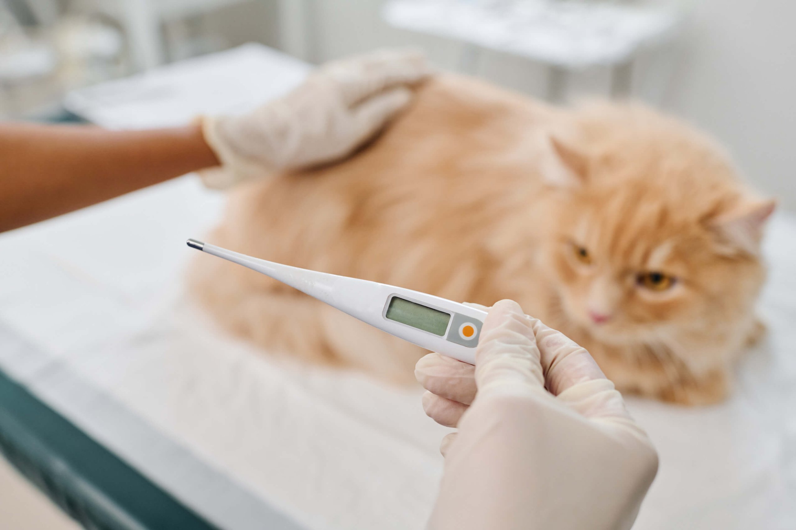 Person hält Fieberthermometer in der Hand, Katze liegt auf einer Liege