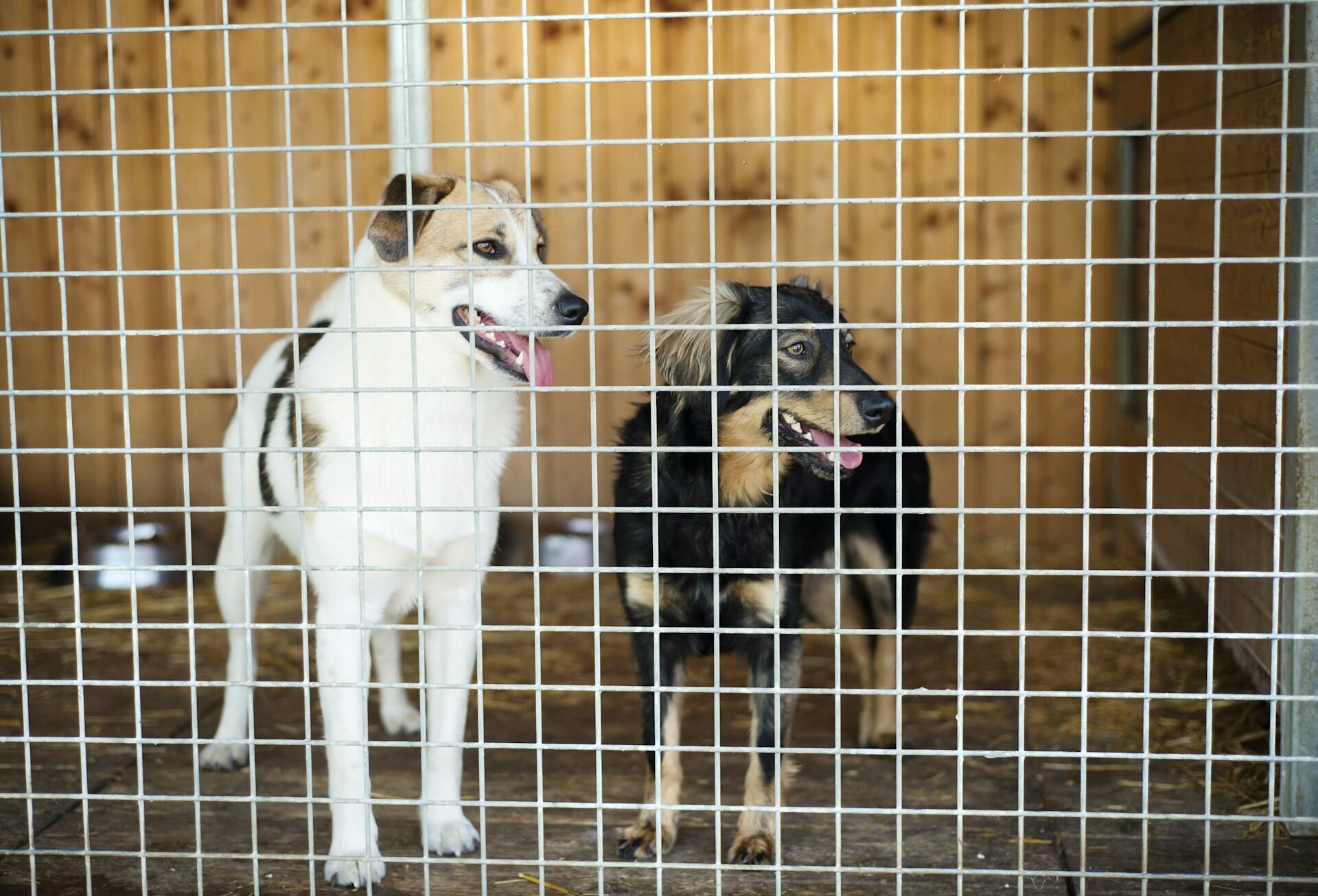 Two dogs in a kennel