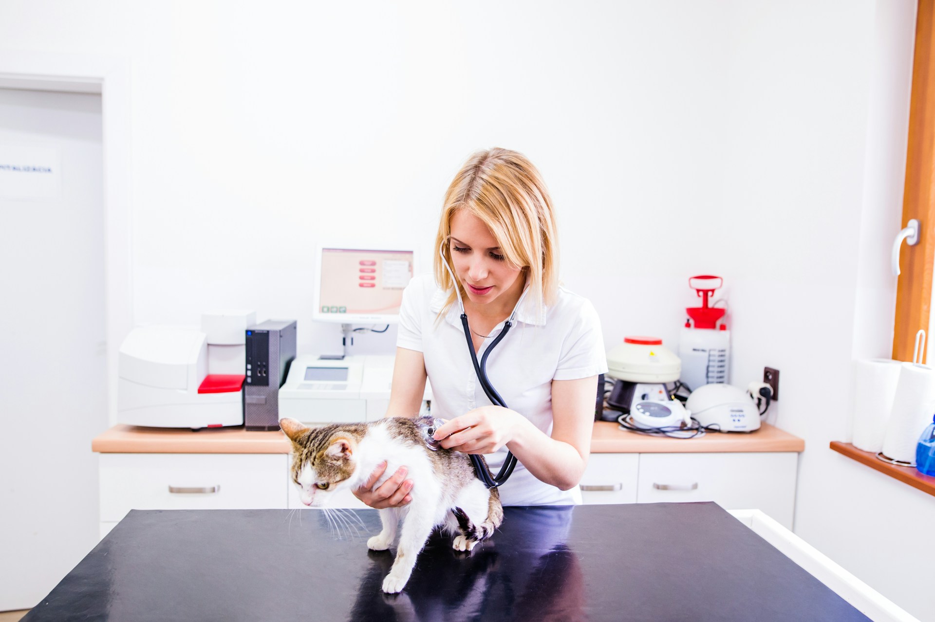A vet examining a cat with a stethoscope at a clinic