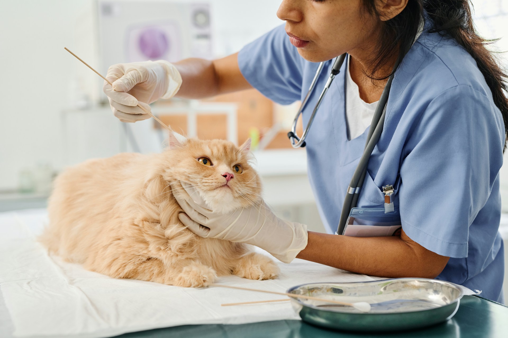 A vet cleaning out a cat's ears at a clinic