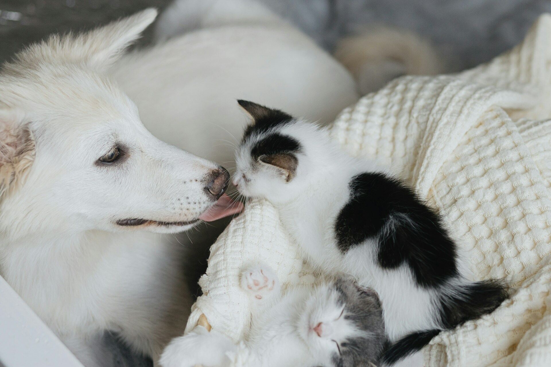 A white dog and two kittens indoors