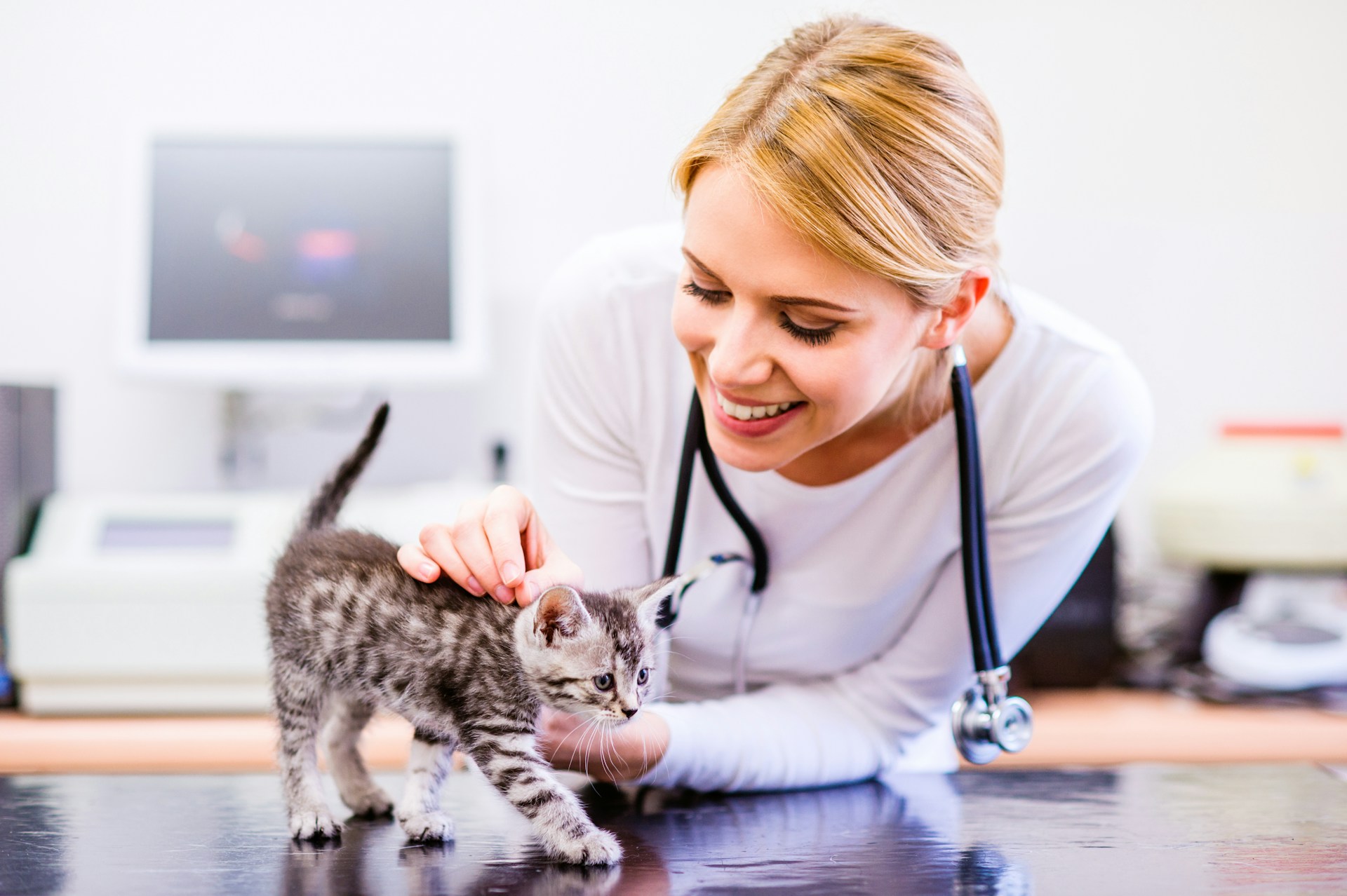 A vet checking up on a kitten at her clinic