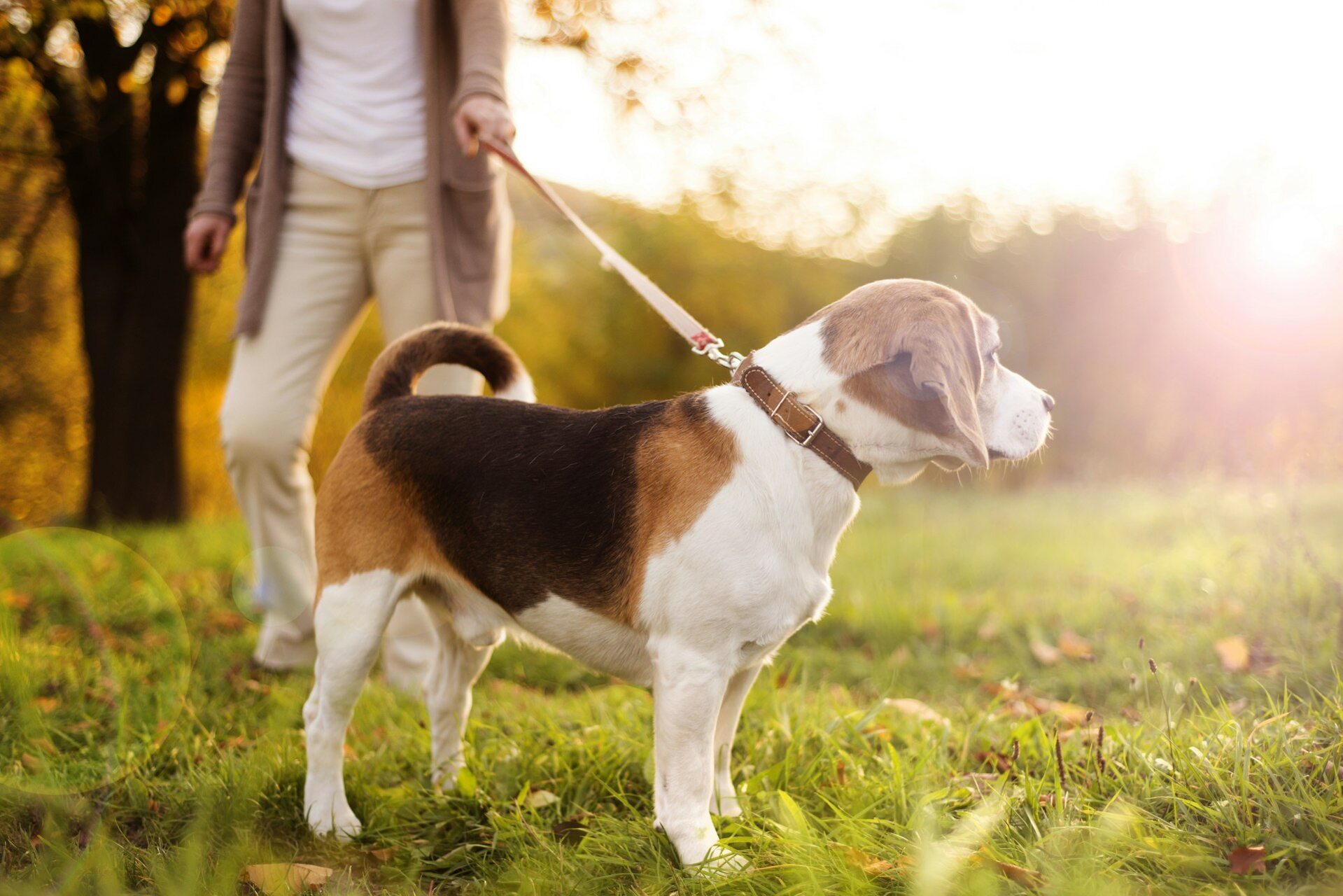 A woman walking a Beagle on a leash outdoors