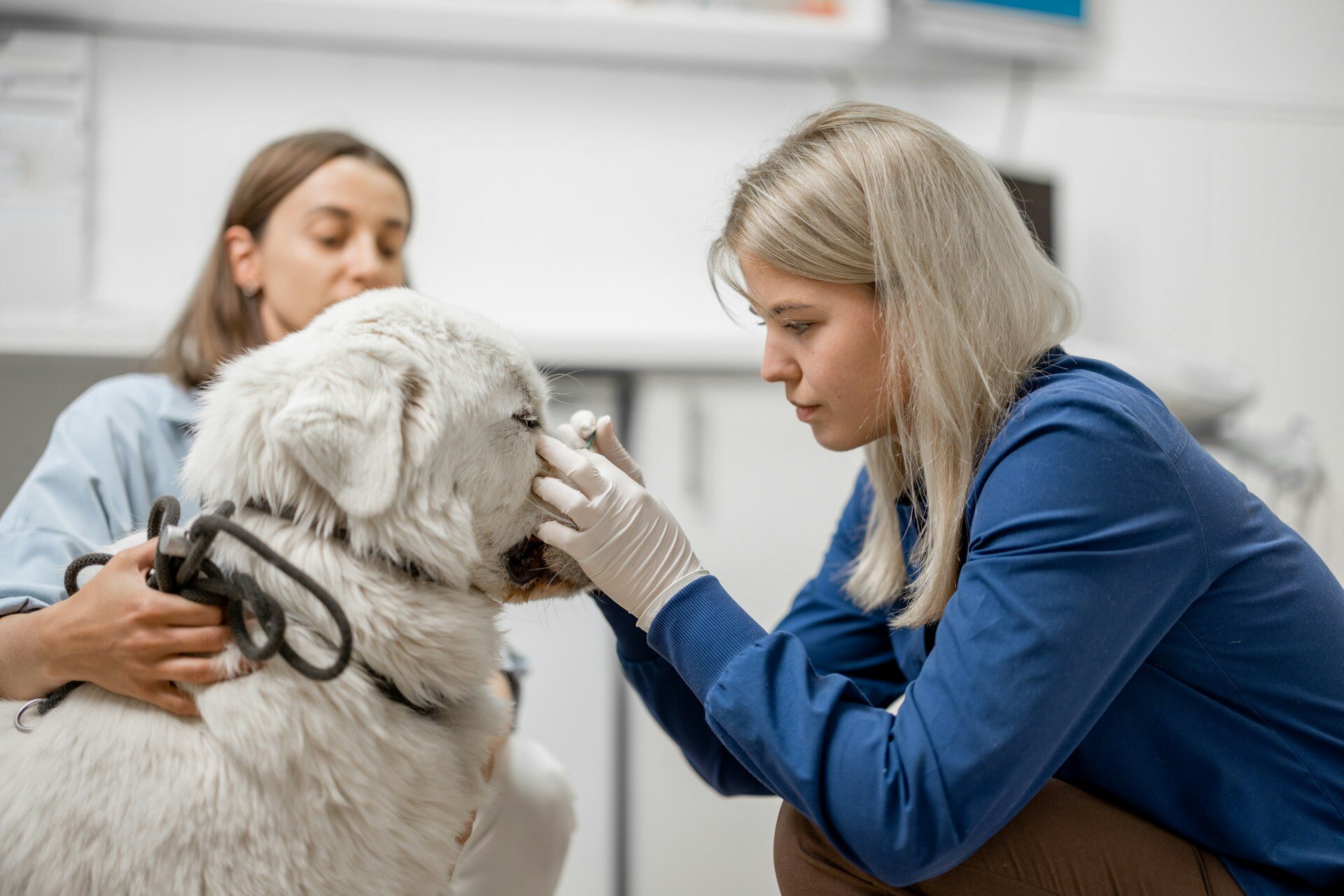 A vet checking a dog for ticks at a clinic