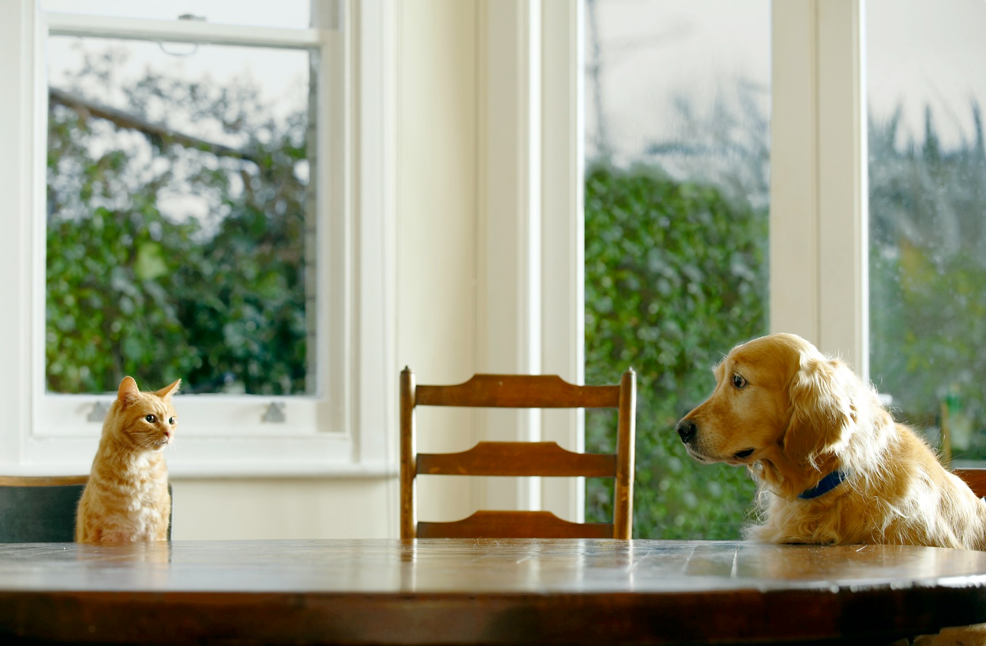 A cat and a dog sitting separately at a table indoors