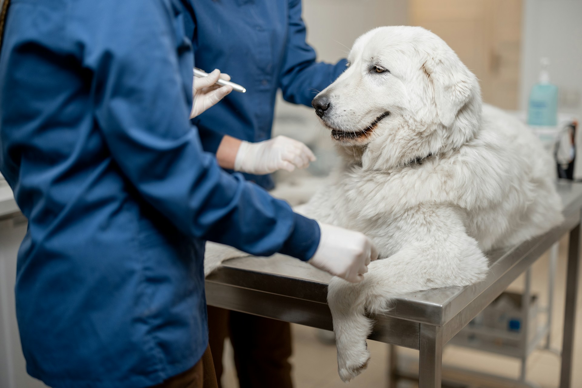 A pair of vets examining a dog at their clinic